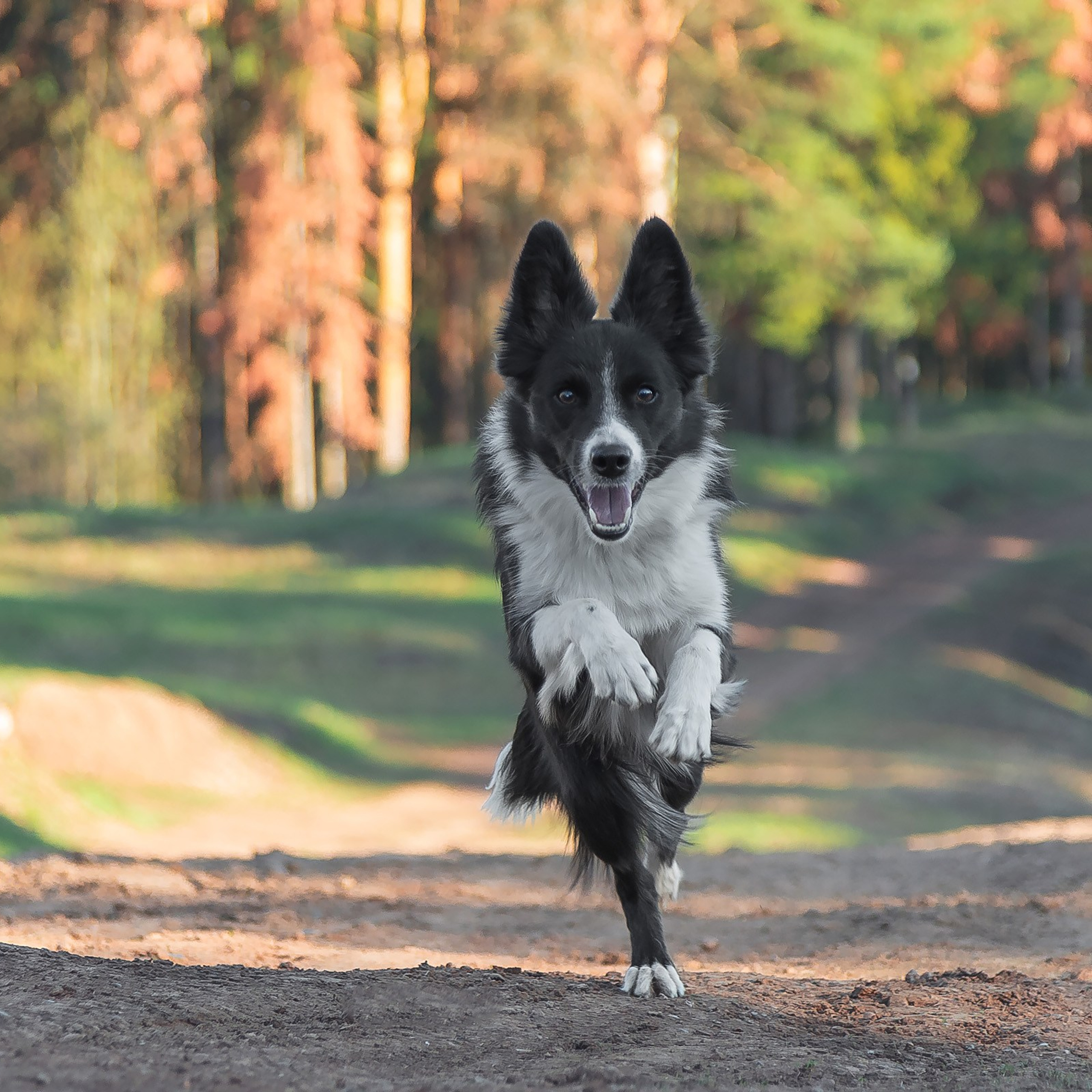 Бордер колли Джедис, Ривия, Булли Персей