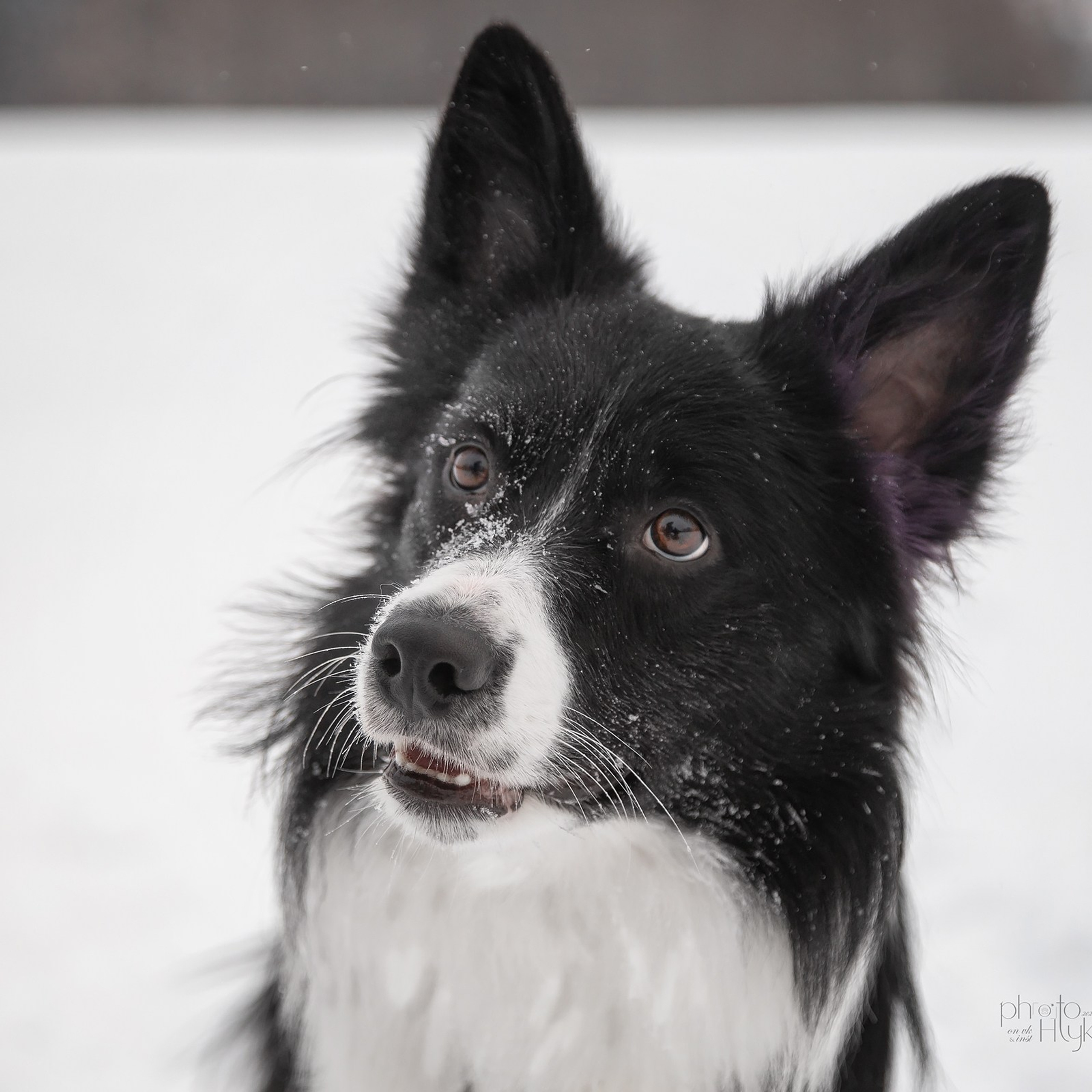 Бордер-колли Найт