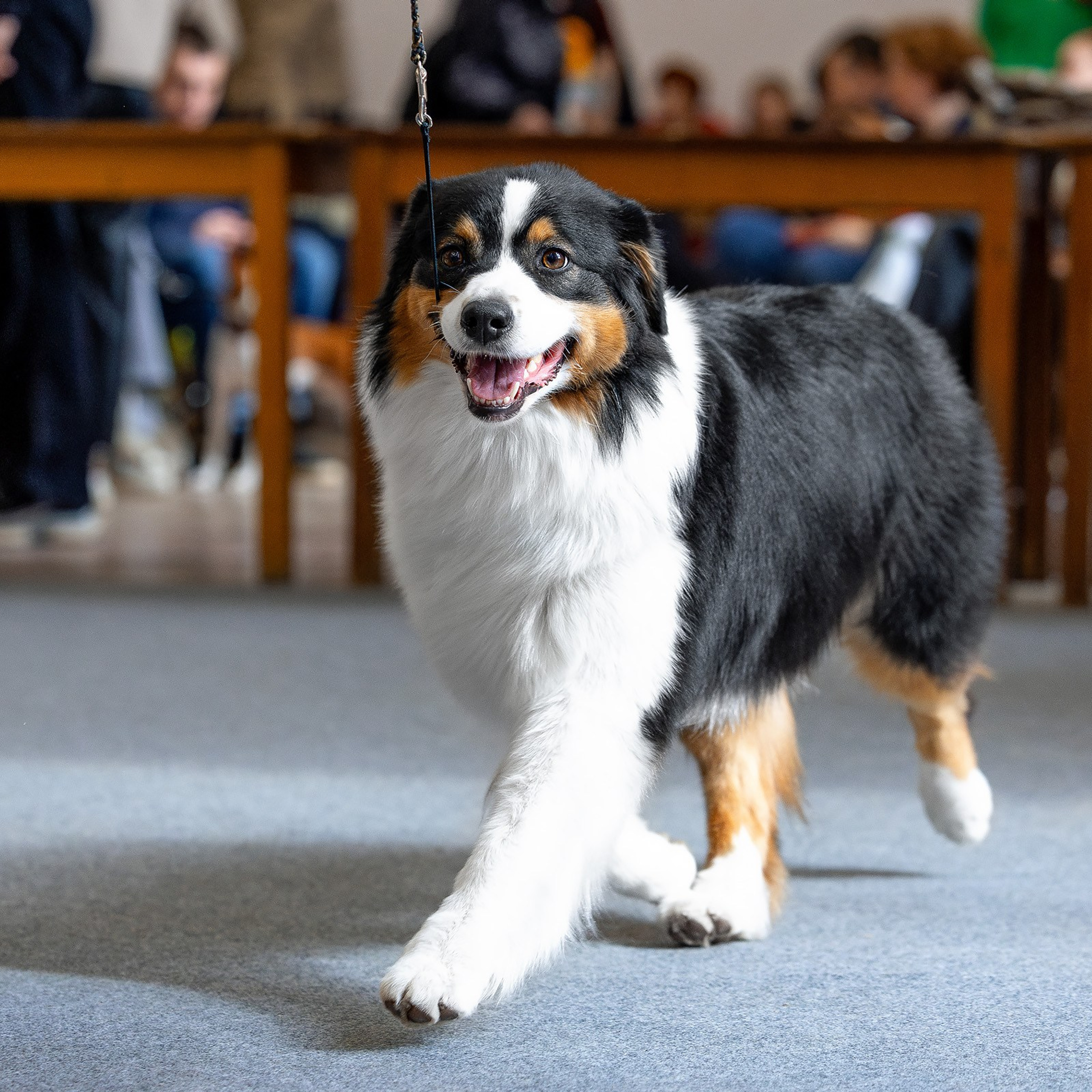 6 апреля 2025, Выставка РКФ, г. Пермь