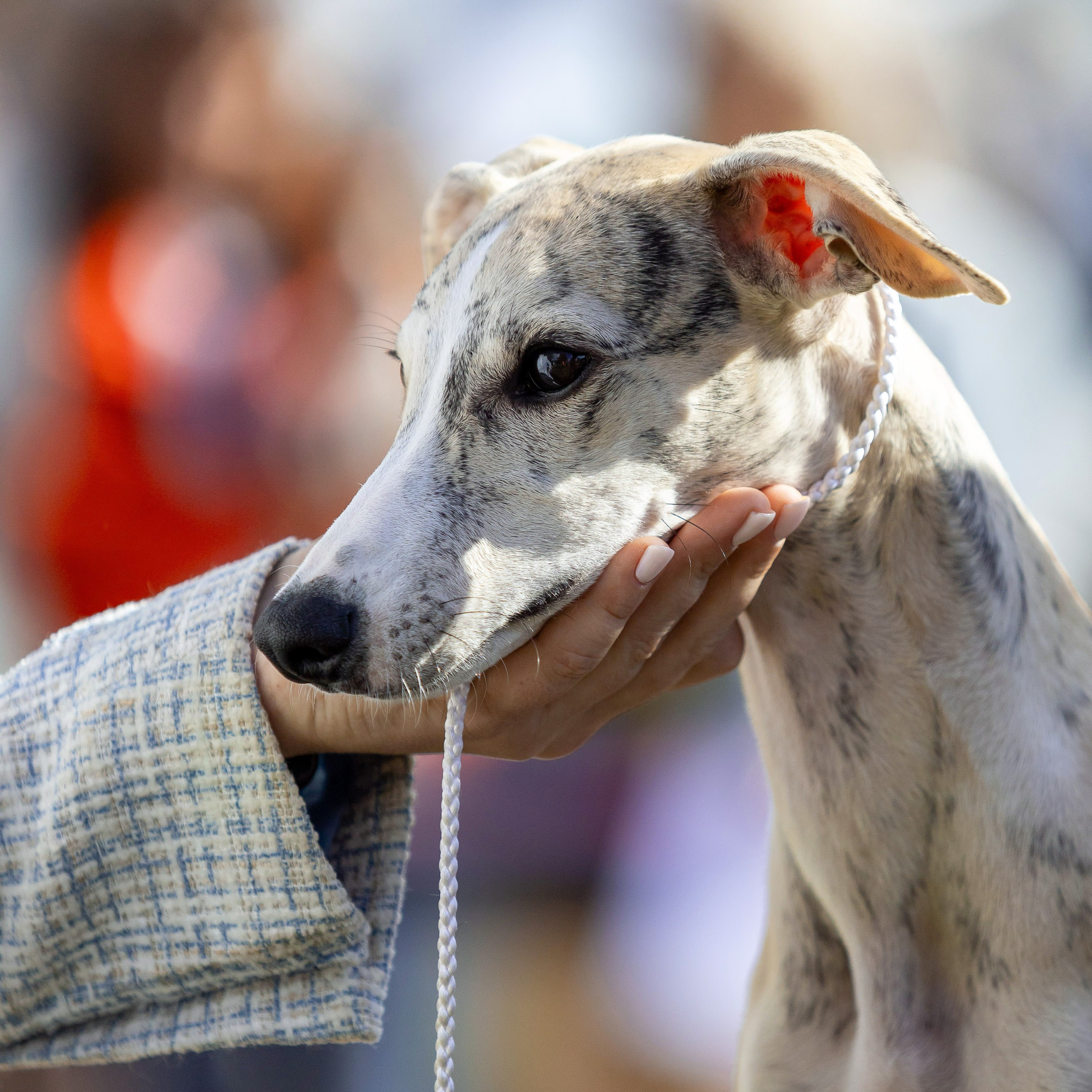 7 сентября 2024, Выставка СКОР, г. Пермь