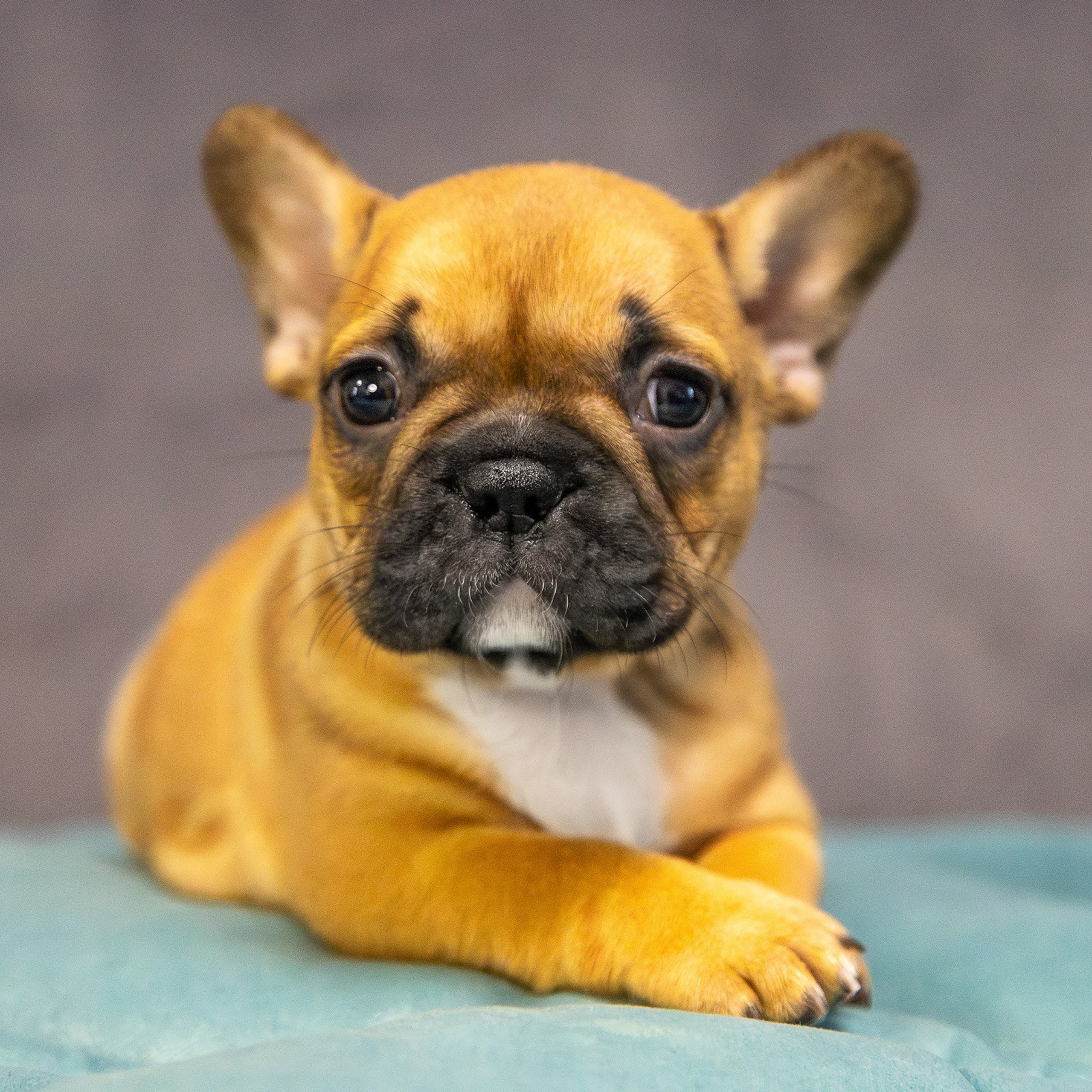 Щенки французского бульдога