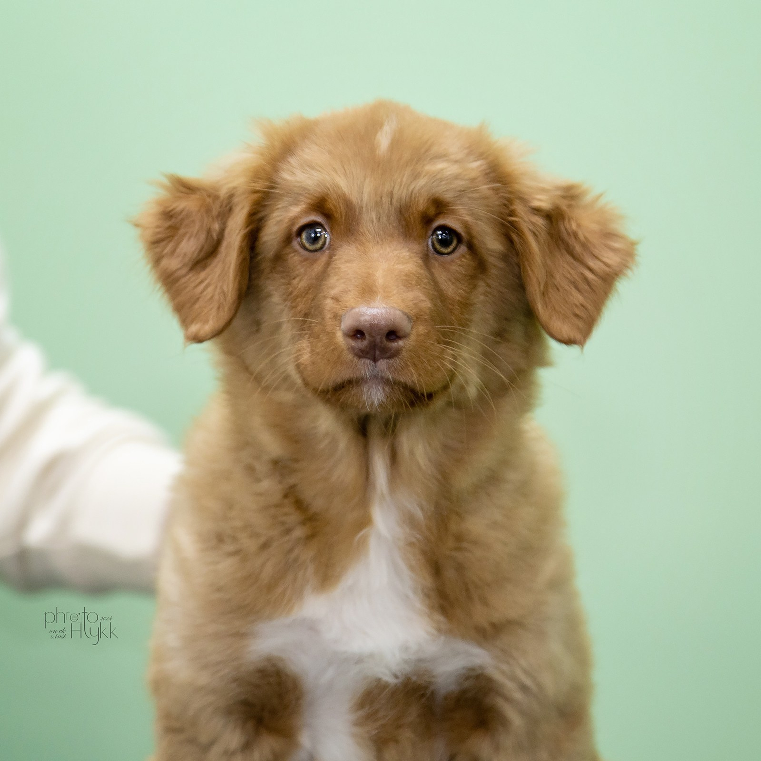 Щенки Толлера