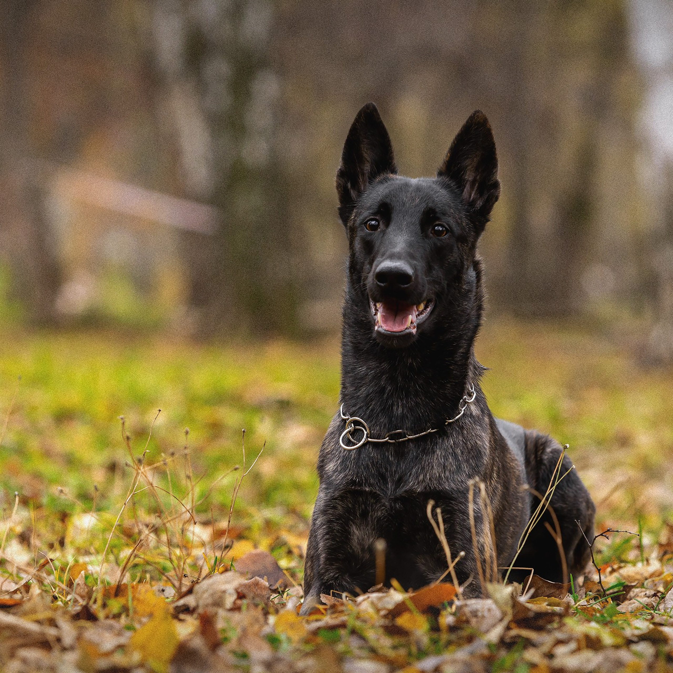 Хердер Трикси и Малинуа Хеда