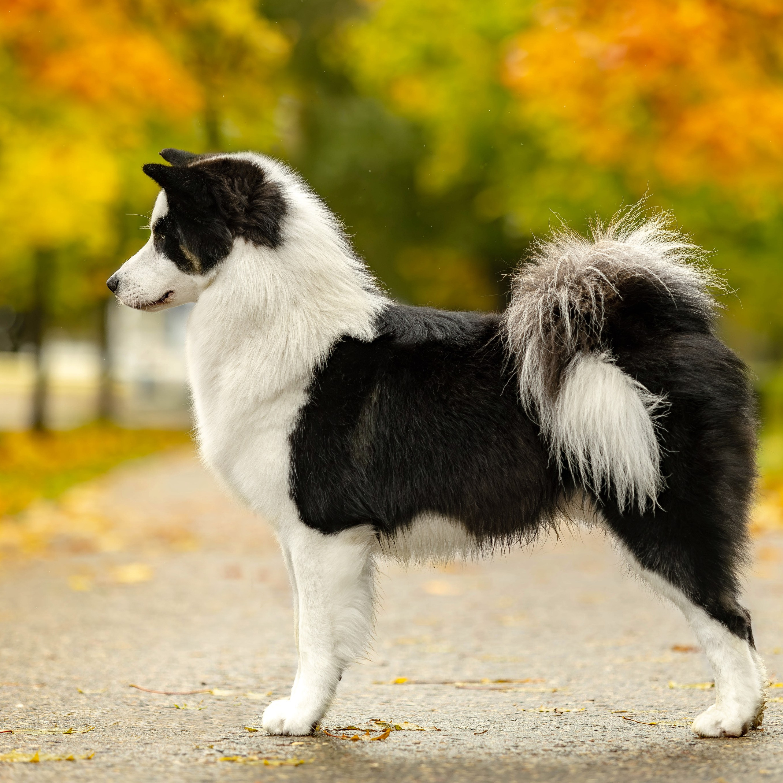 Якутская Лайка Гард