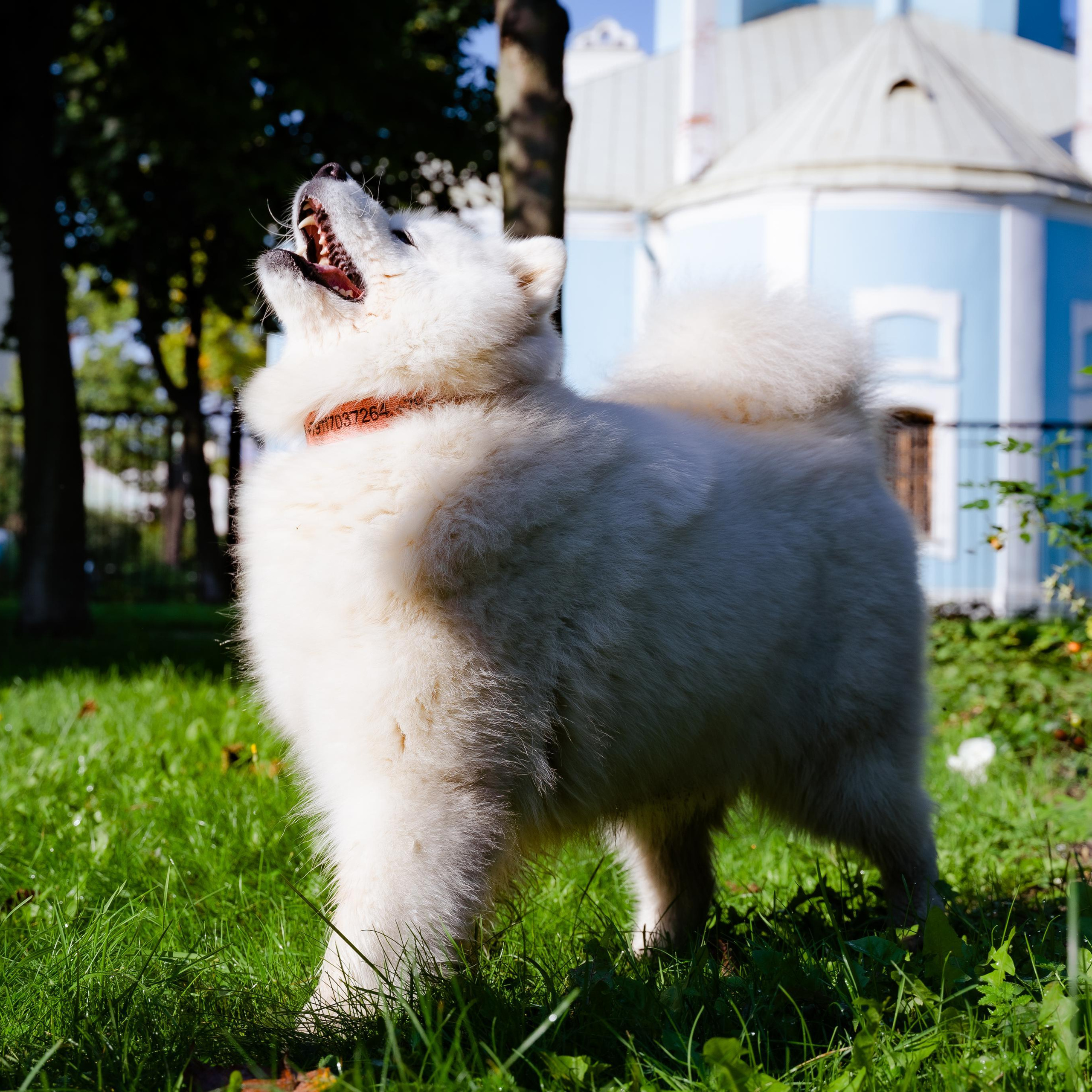 Отзывы. Питерский фотограф Светлана Ковалева