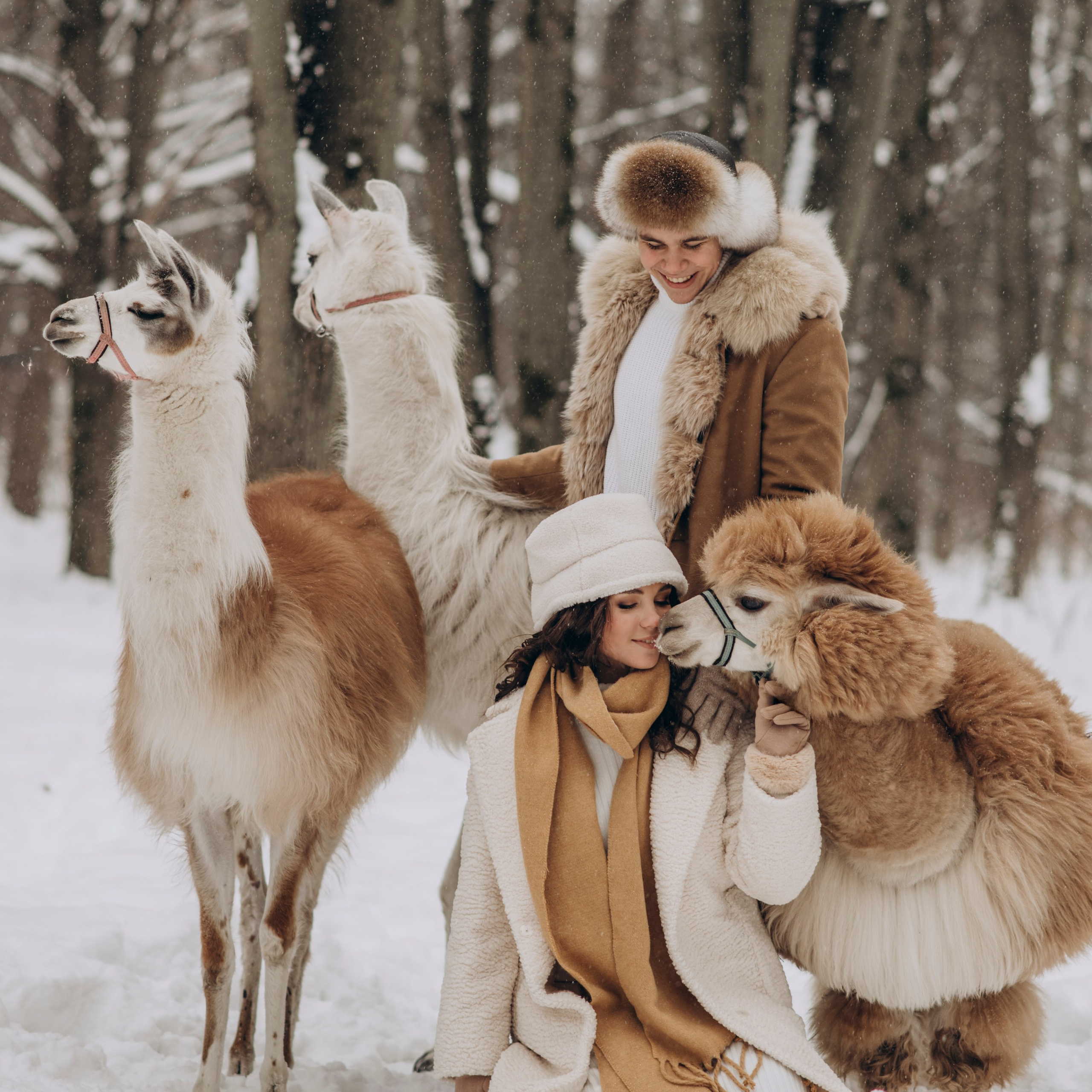 Зимняя фотосессия с Альпаками