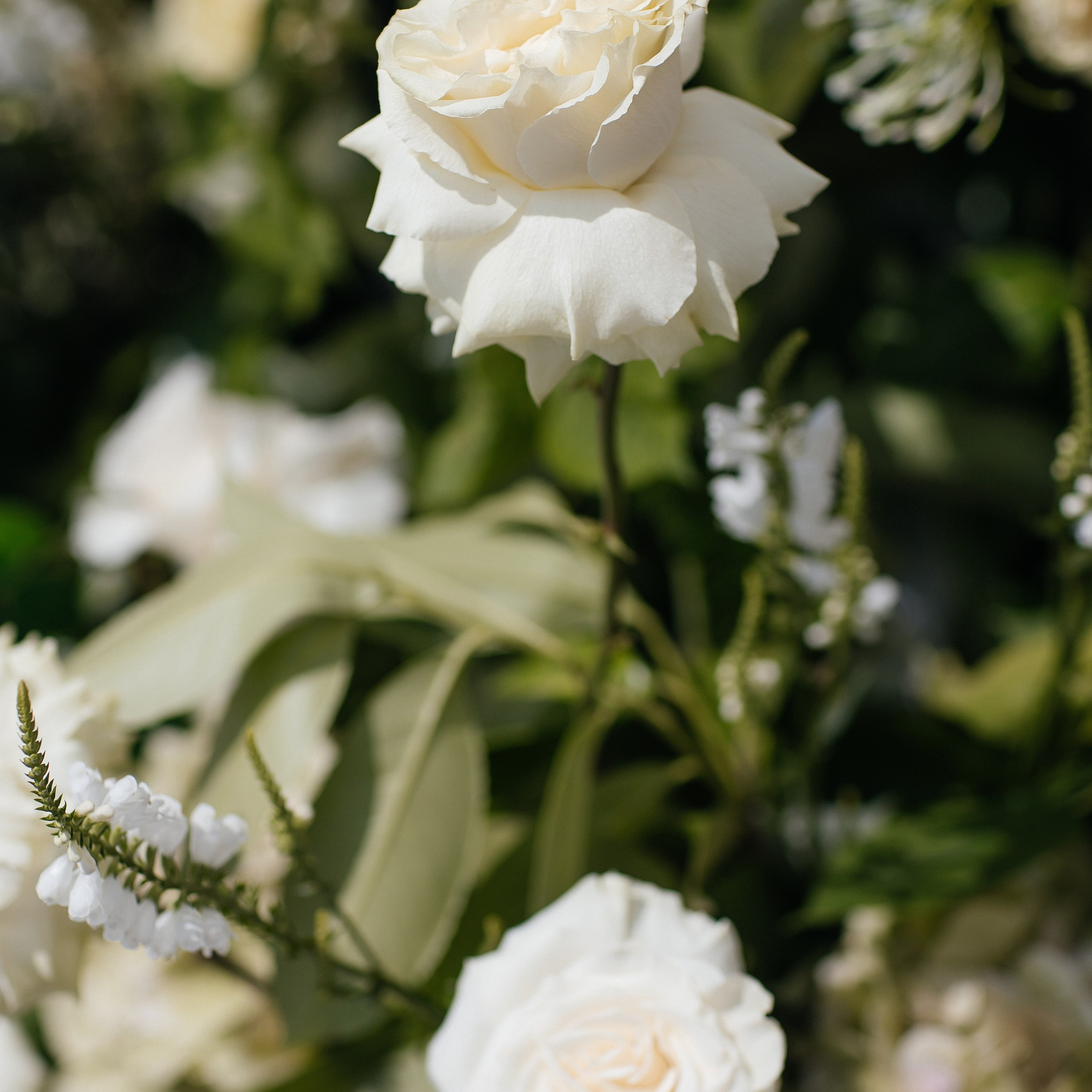 Алексей и Кристина. Свадебный фотограф в Красноярске