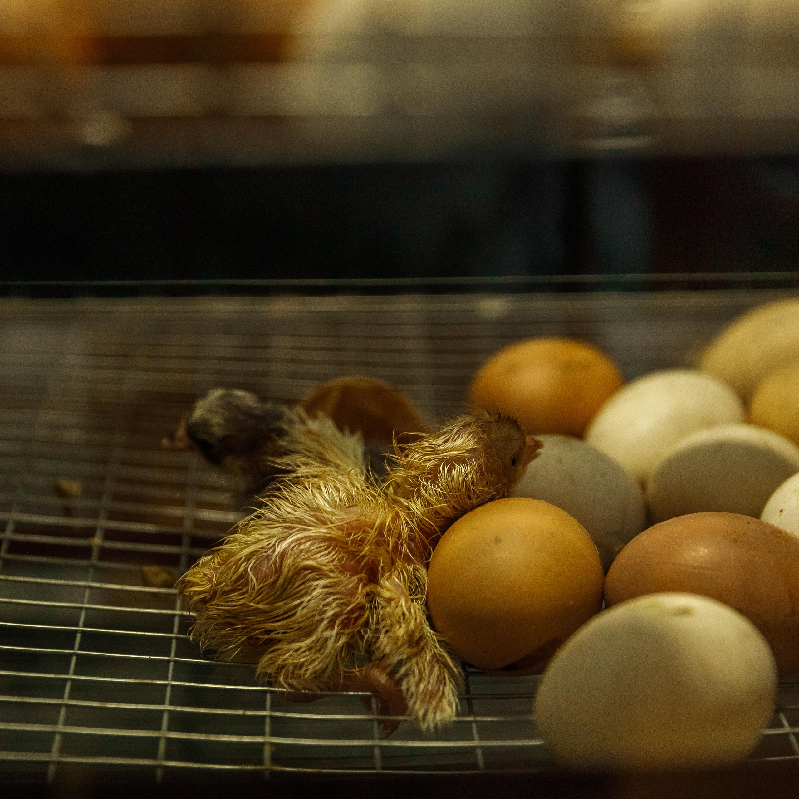 Василискин двор