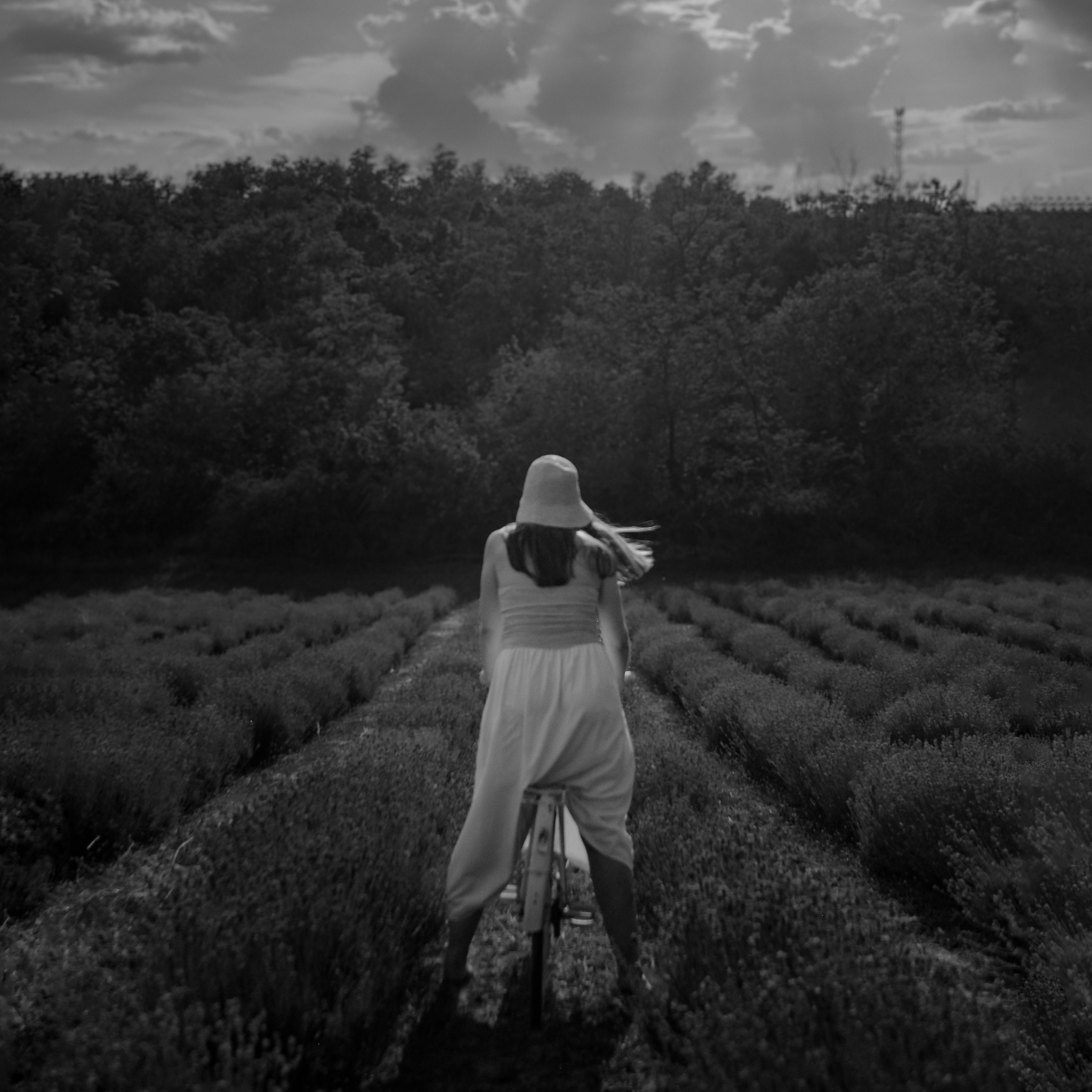 On a lavender field