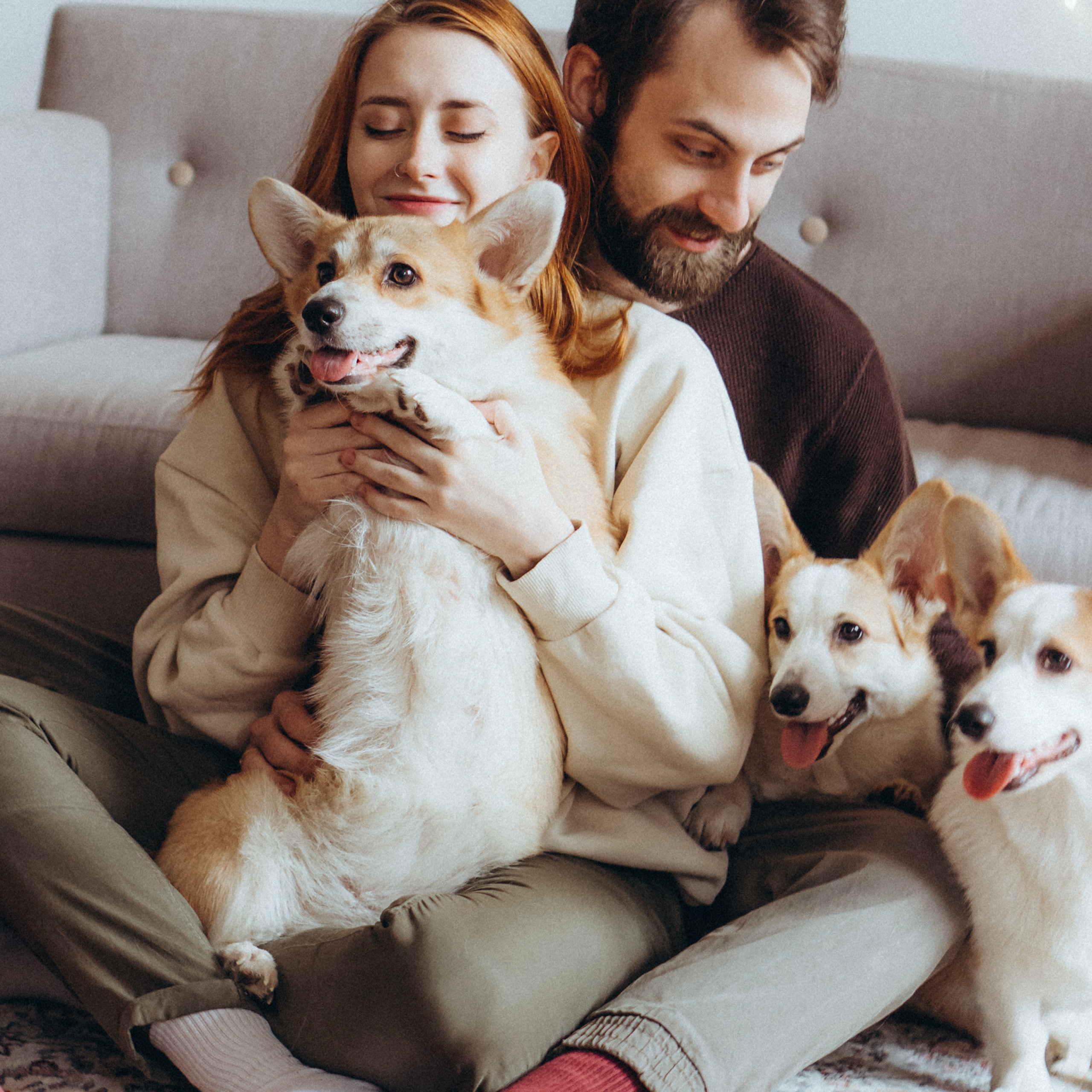 Любовь и корги…