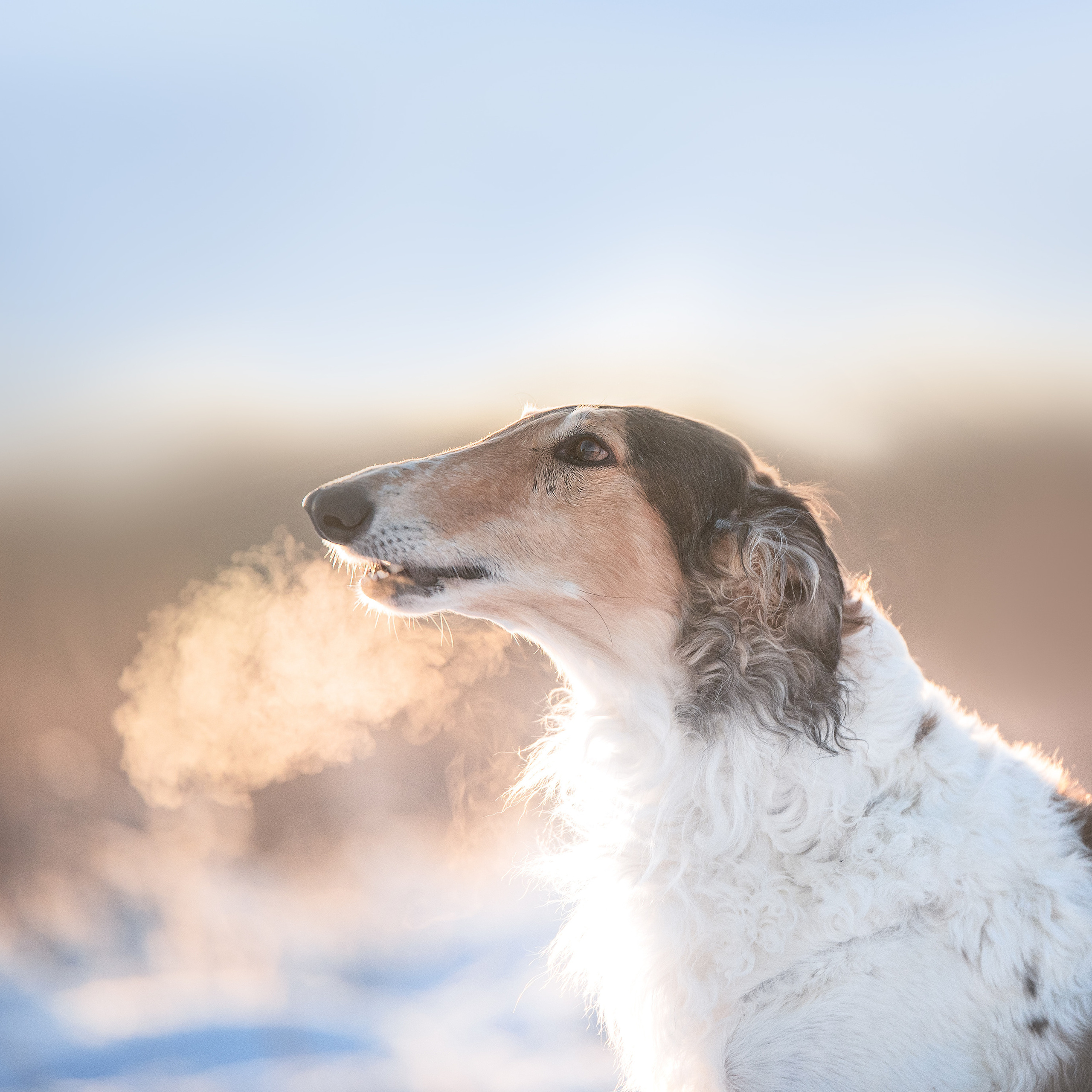 Русская псовая борзая