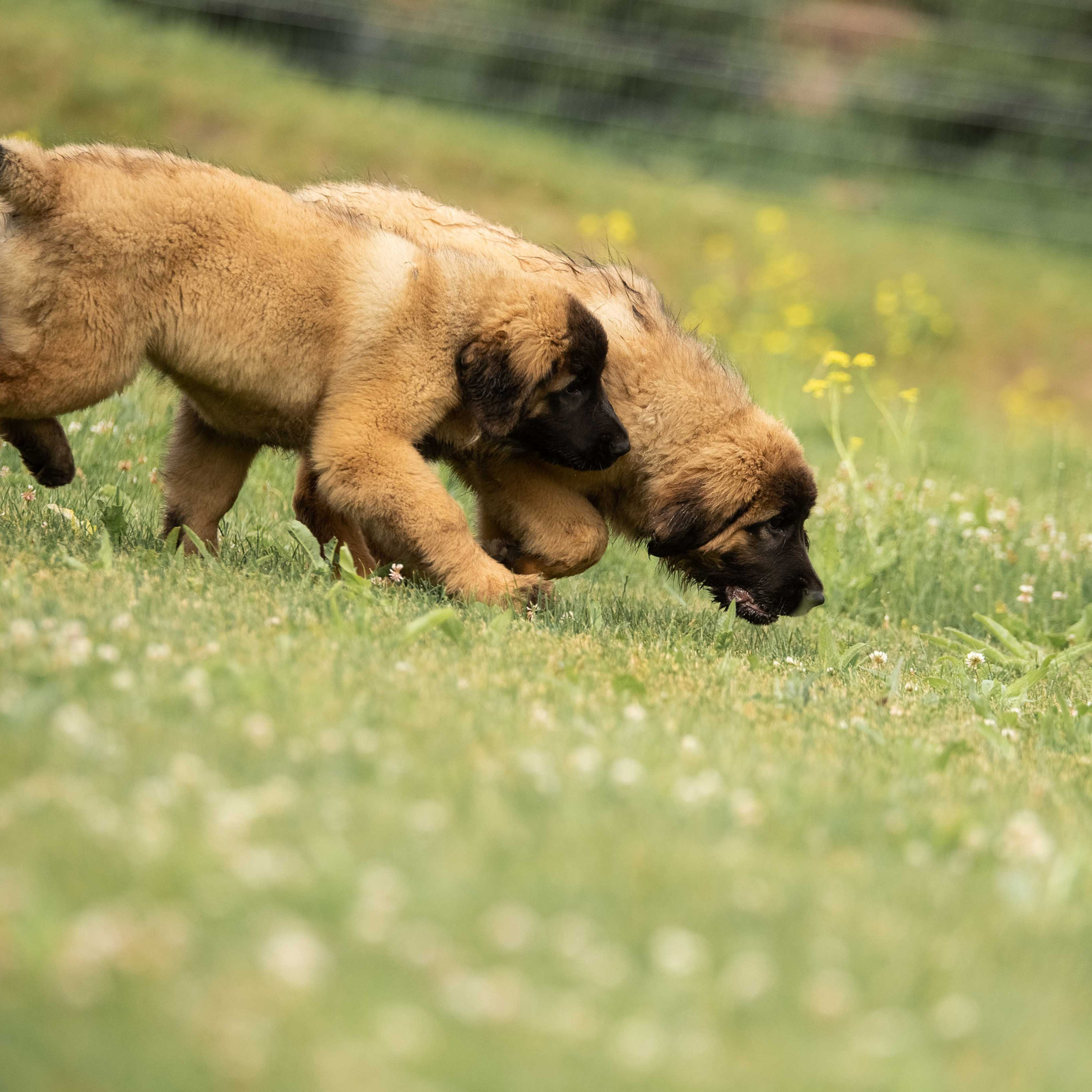Отзывы. Семейный фотограф в Санкт-Петербурге Ирина Мороз
