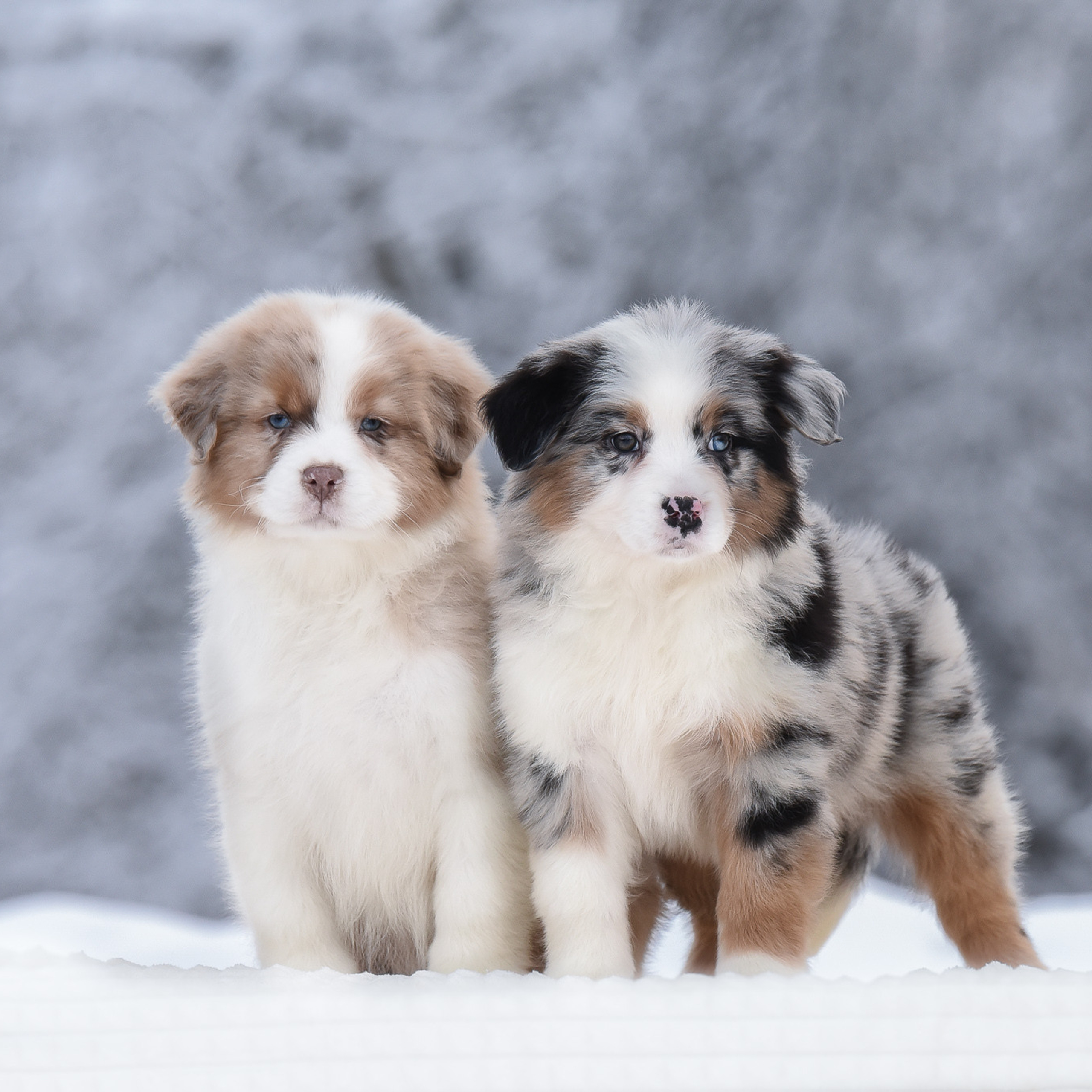 Австралийская овчарка