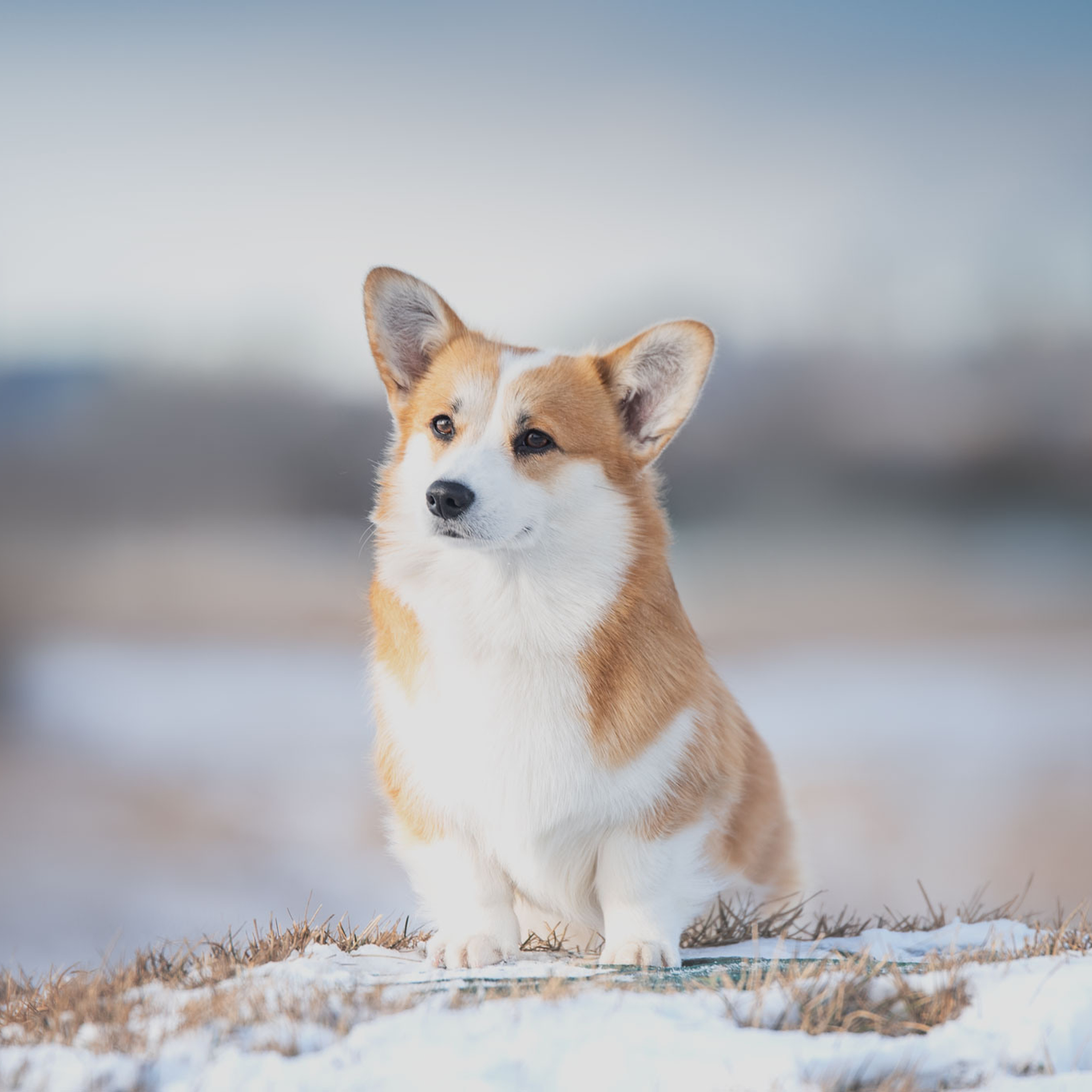 Любимая порода