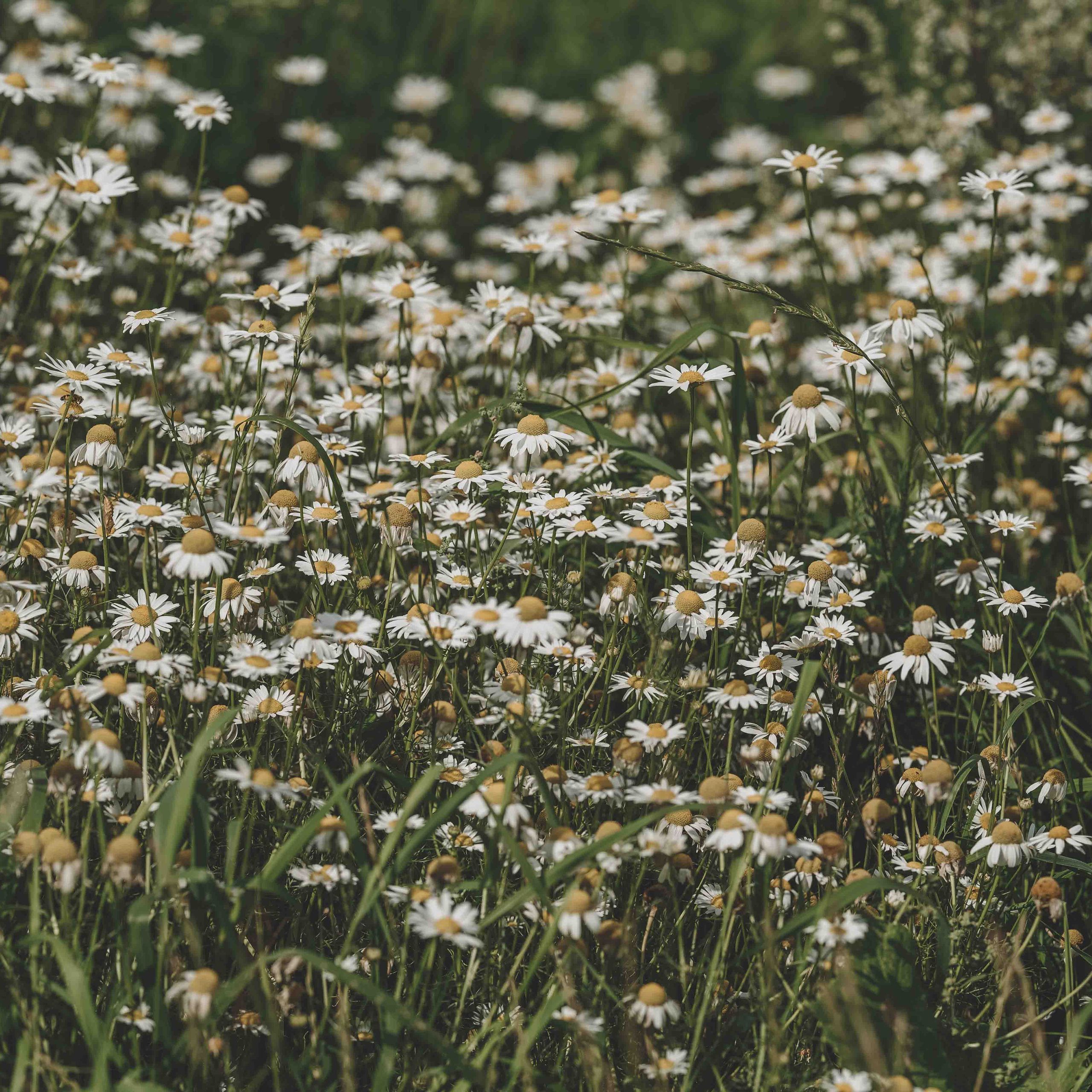 Отзывы. Семейный фотограф в Санкт-Петербурге Ирина Мороз