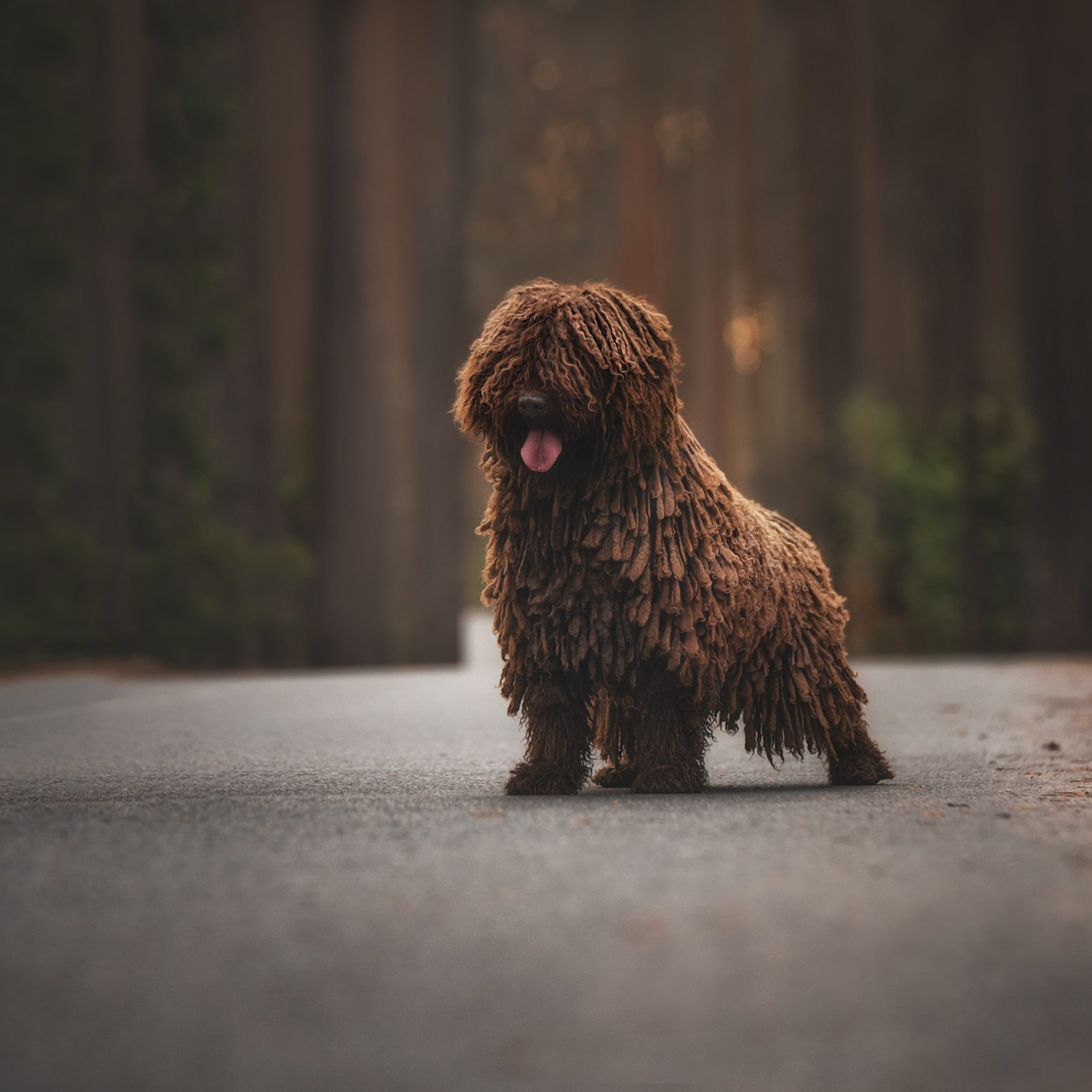 испанская водяная собака