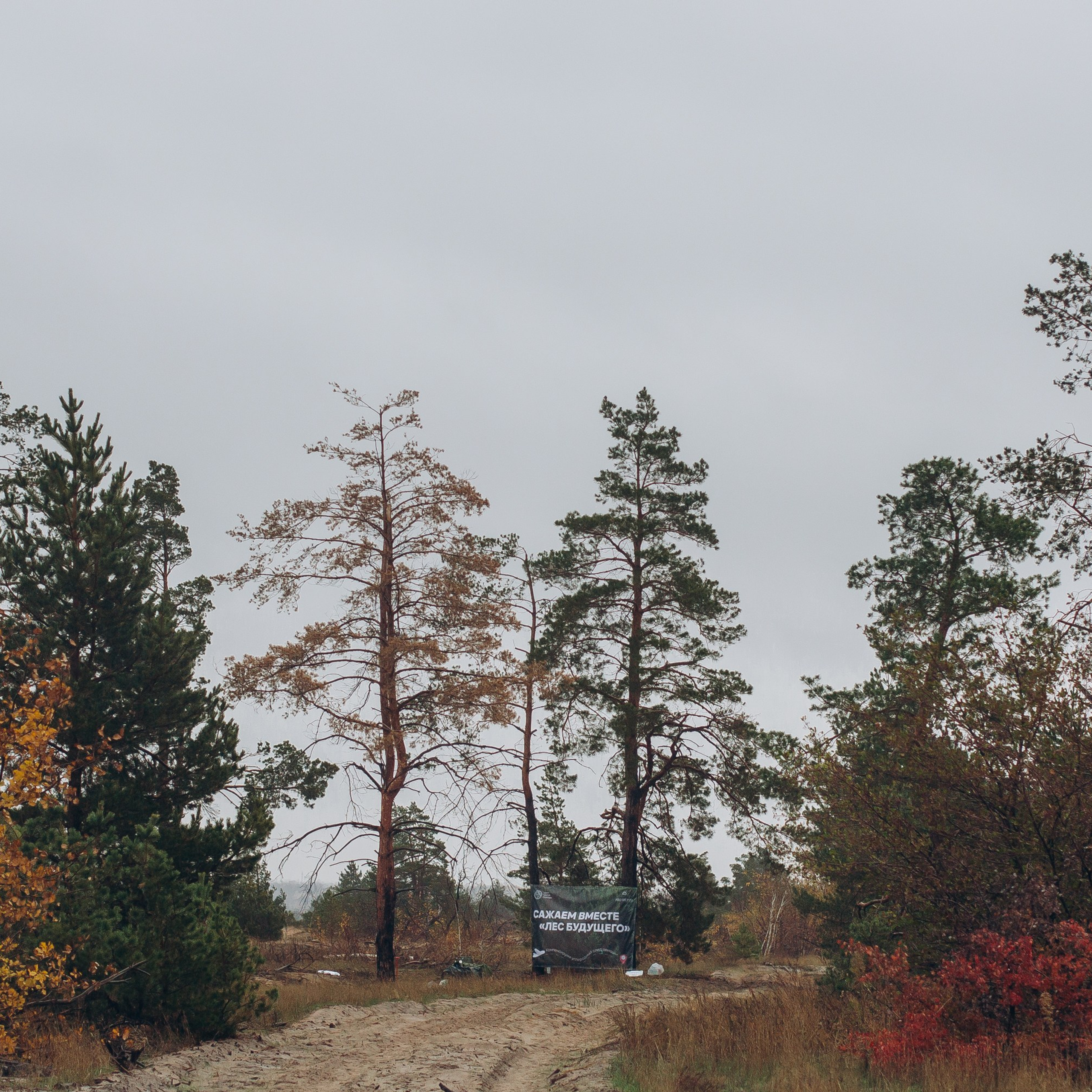 Акция «Лес будущего». Артём Панфилов — Свадебный и семейный фотограф в Ростове-на-Дону