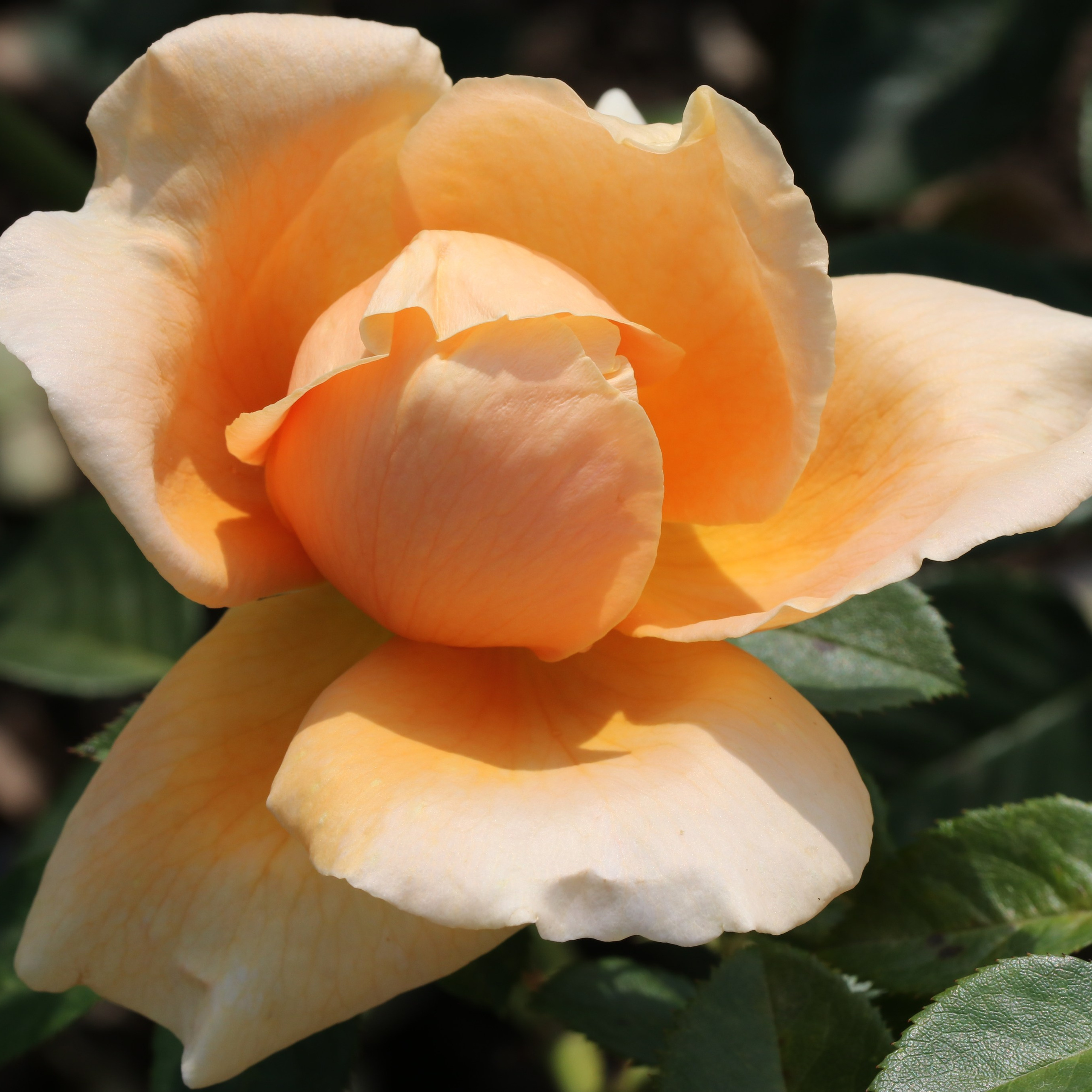 Долина роз в Кисловодске