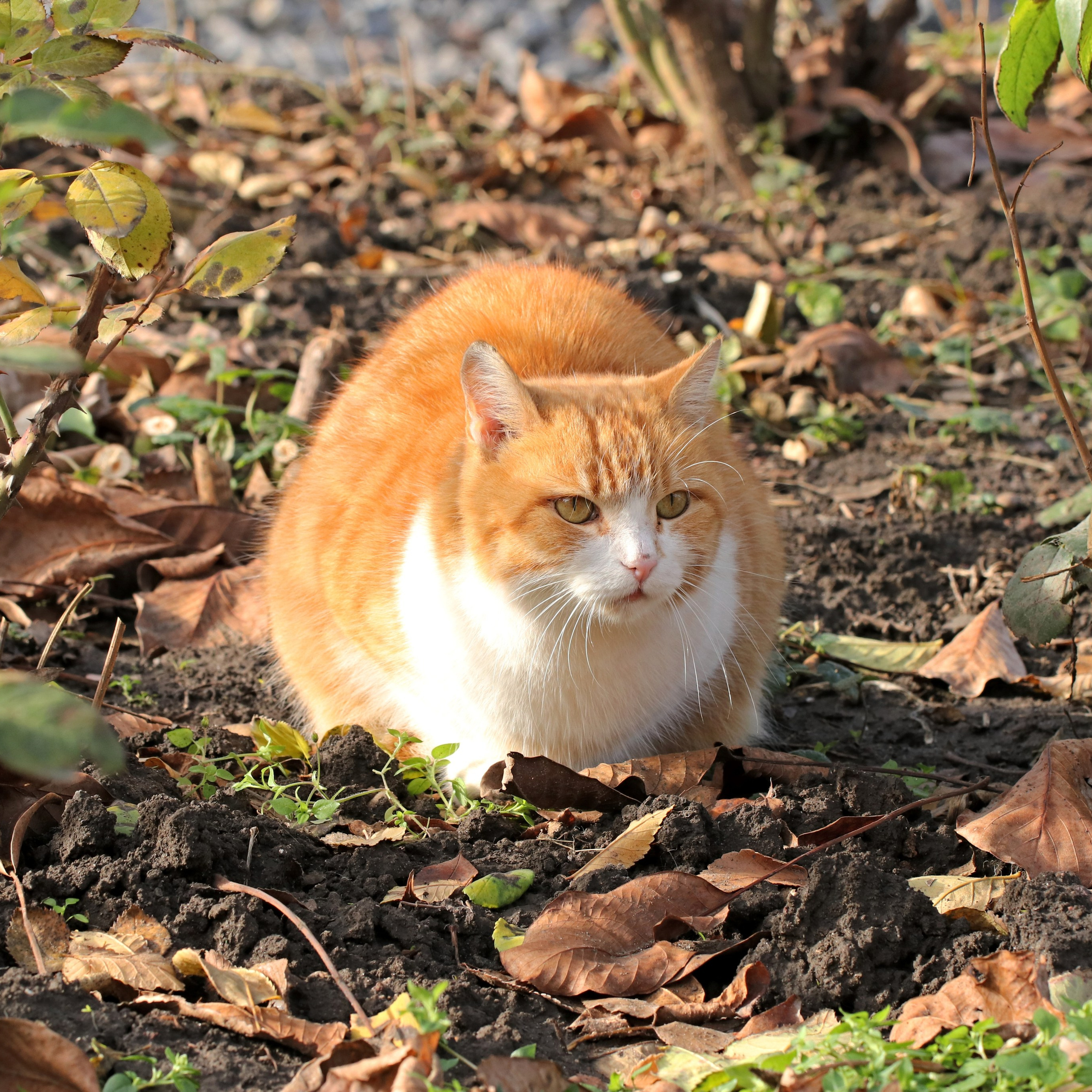 Домашние животные-Кошки