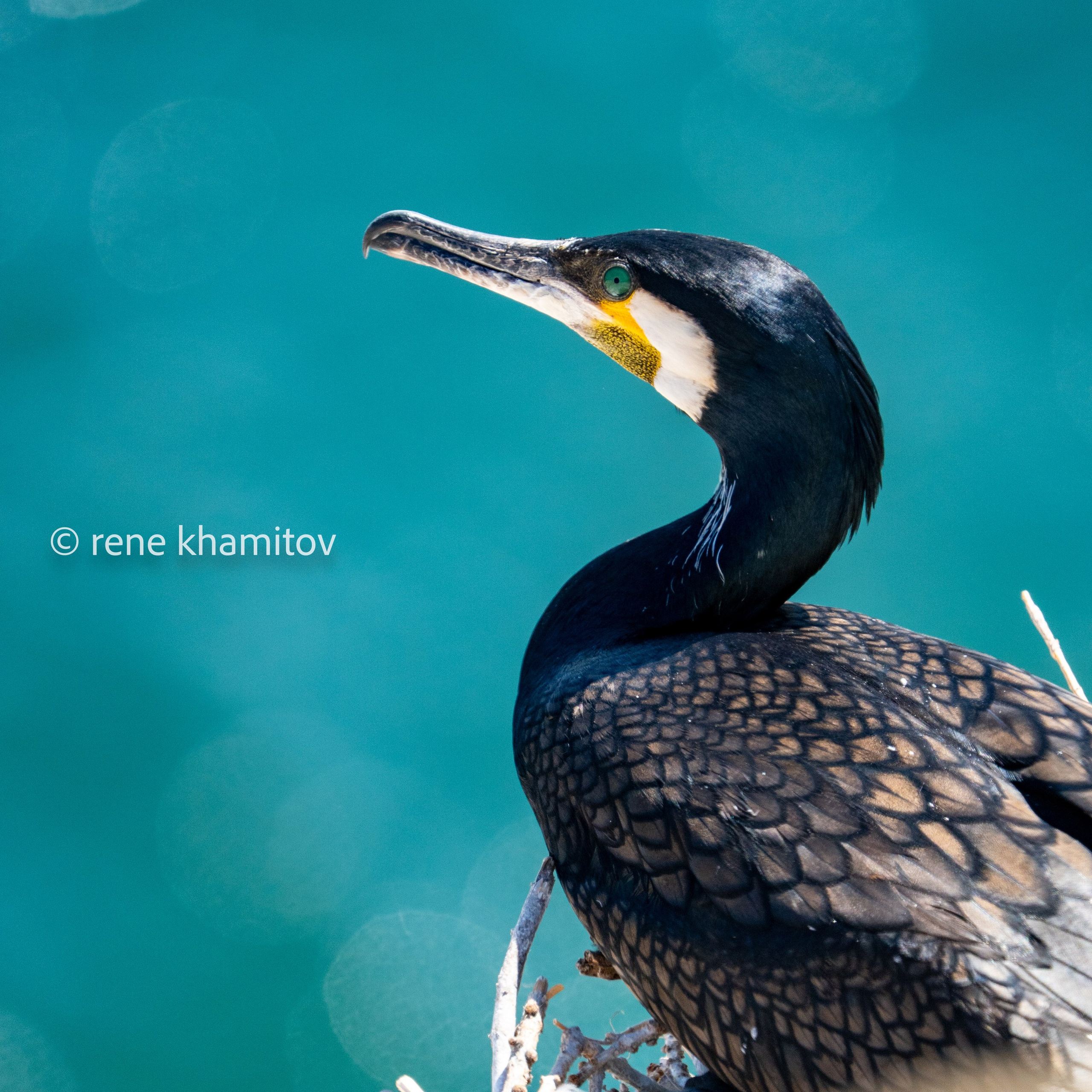 Birds of&nbsp;lake Baikal: olkhon island