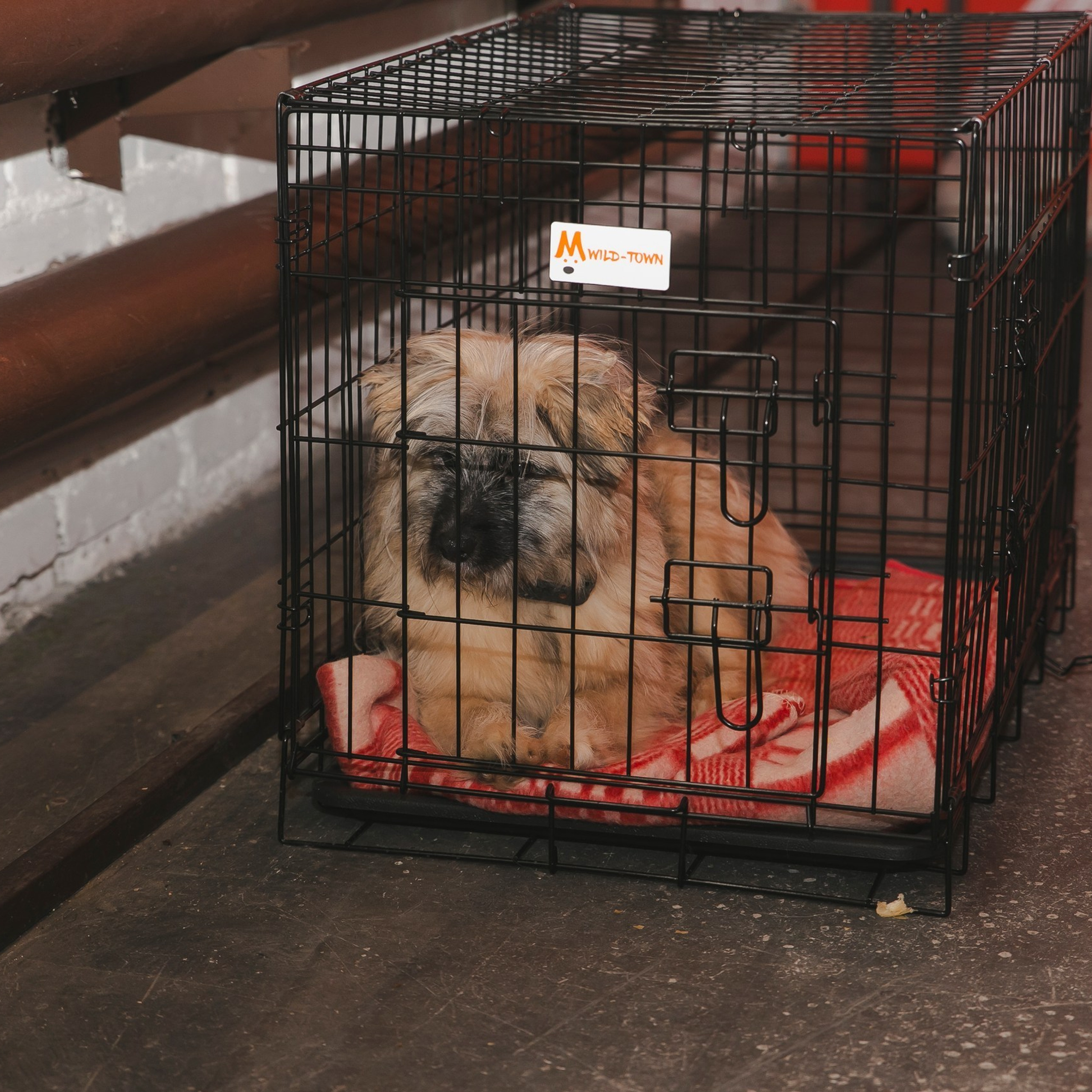 Отзывы. Семейный и репортажный фотограф в Череповце Оля Ланец