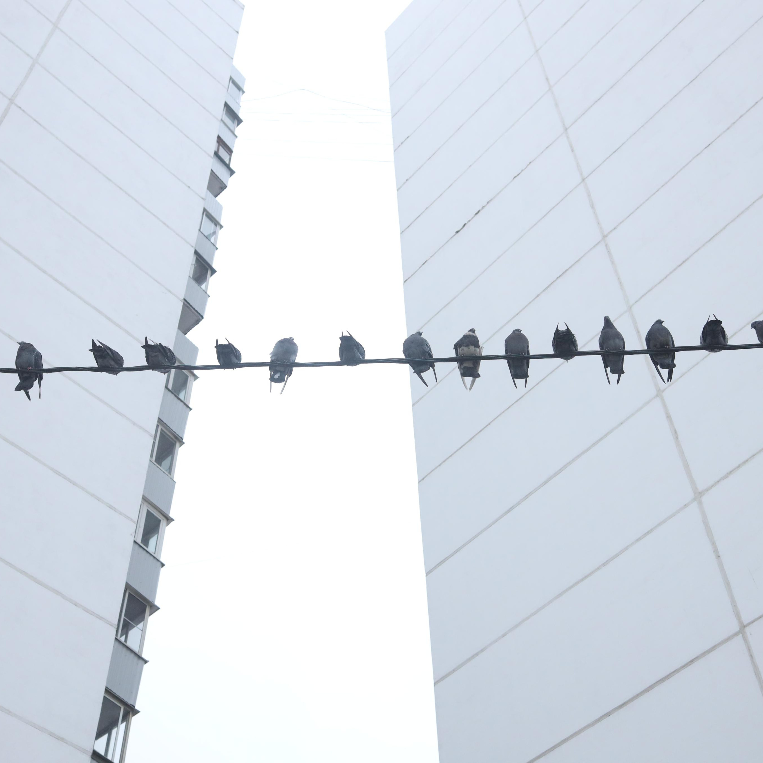 Замедление (проект для школы Родченко)