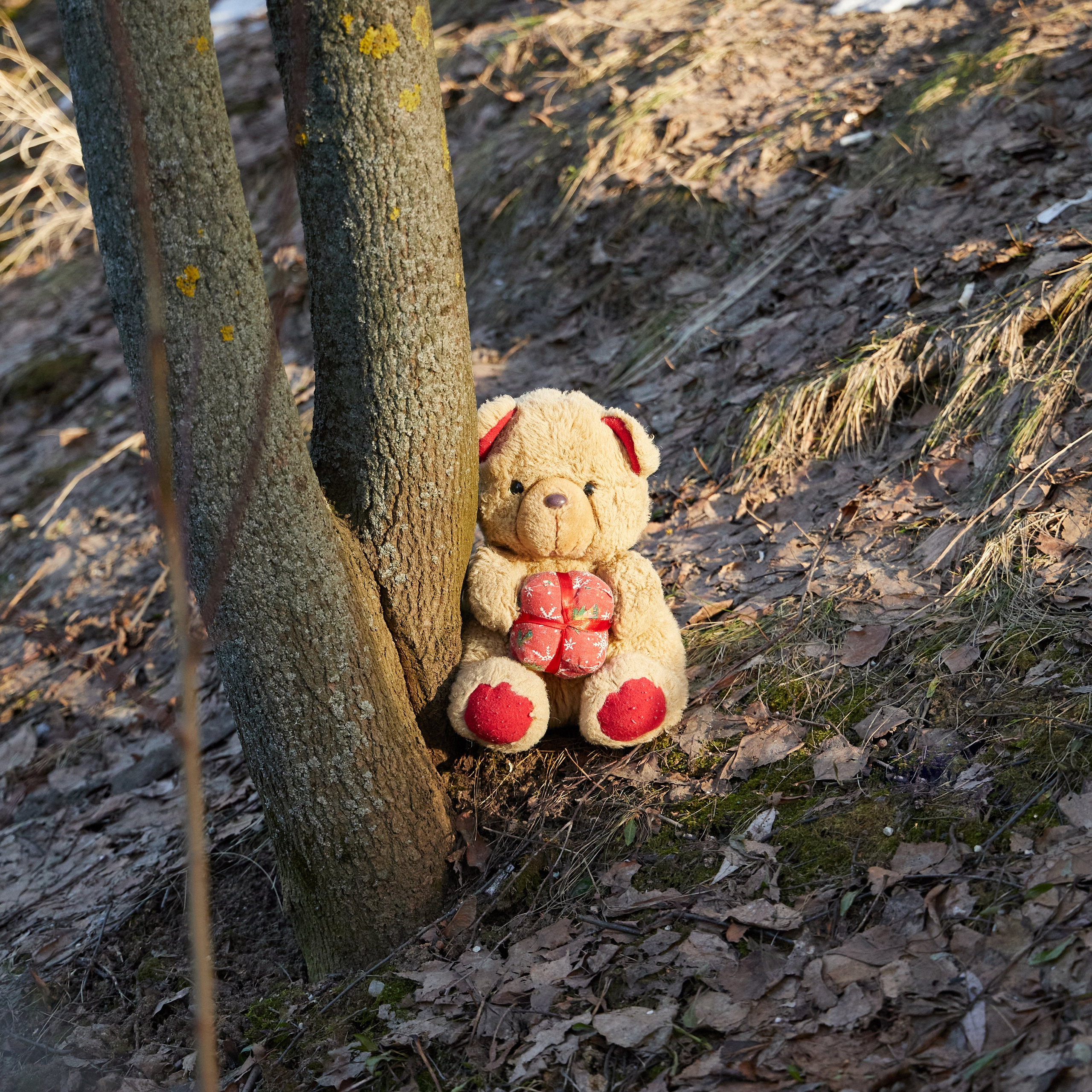 Путешествие одного Медведя