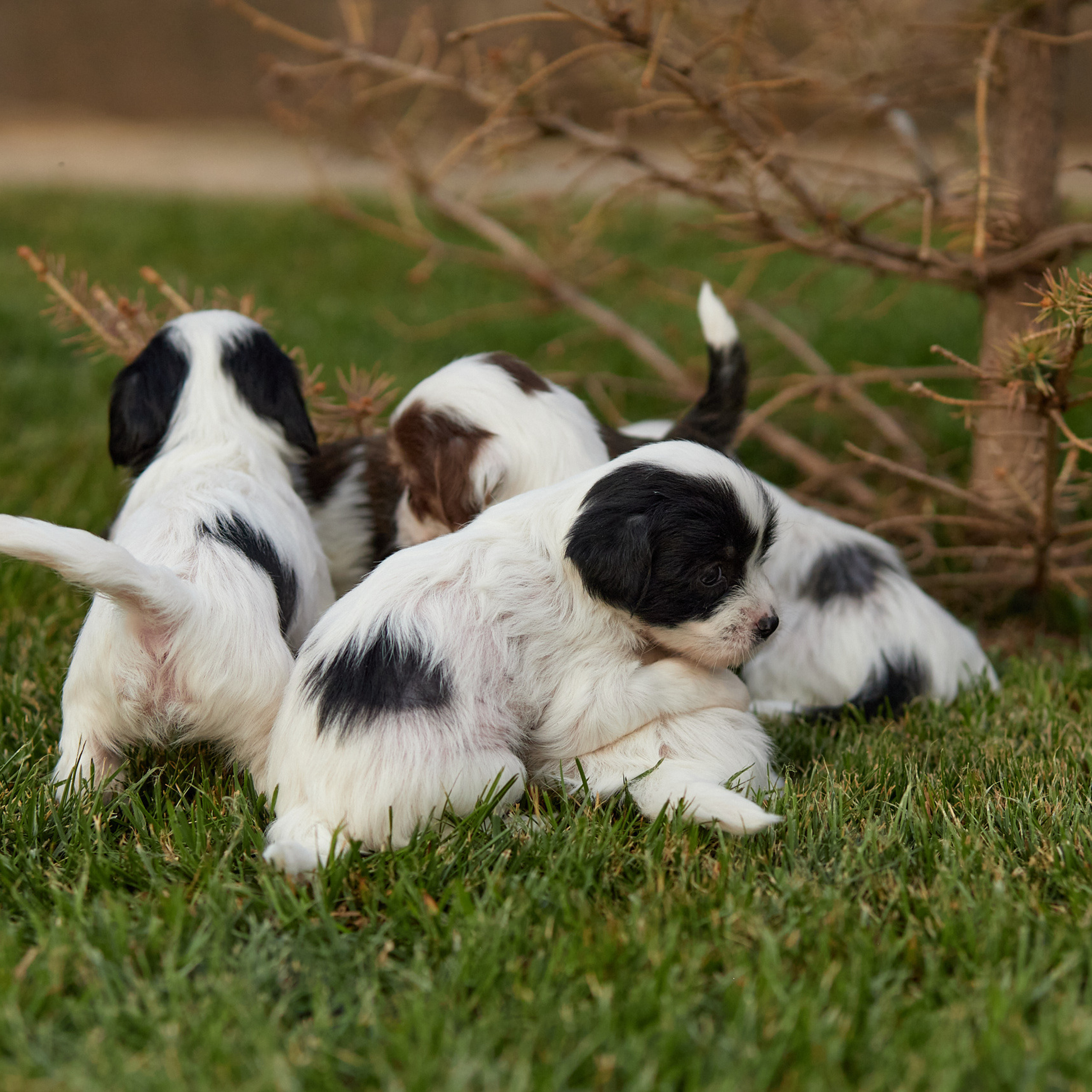 Породистые щенки