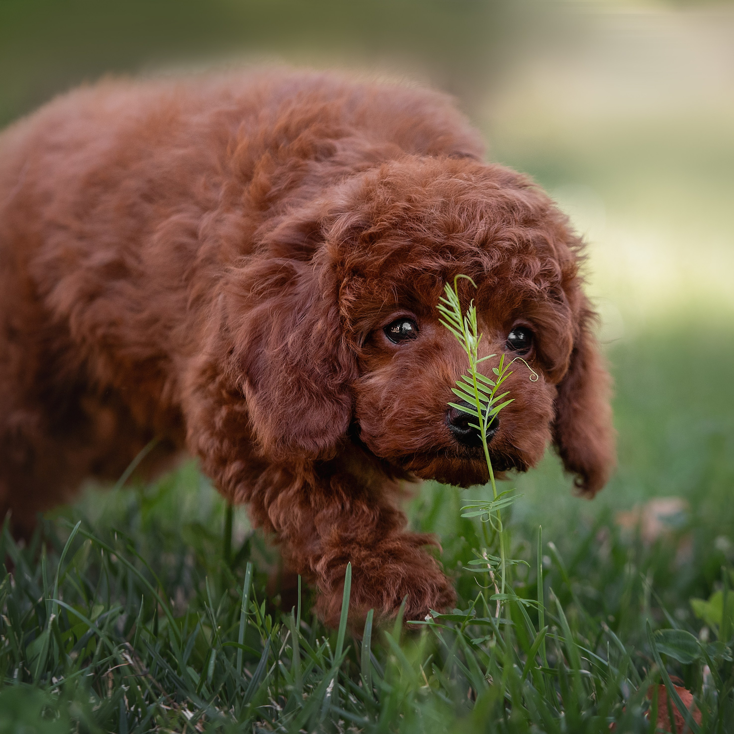 Малыши пуделя