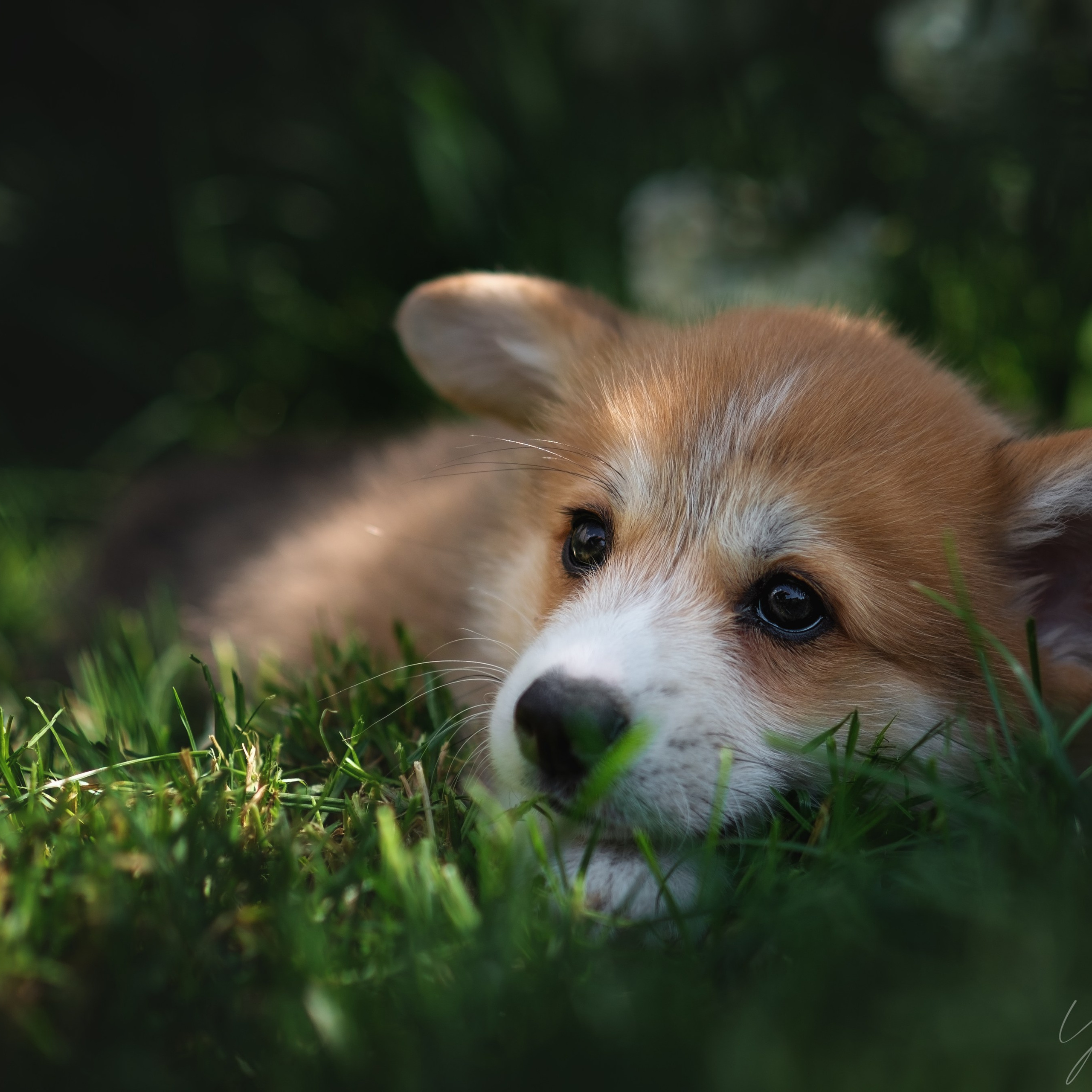 Малышарики корги)