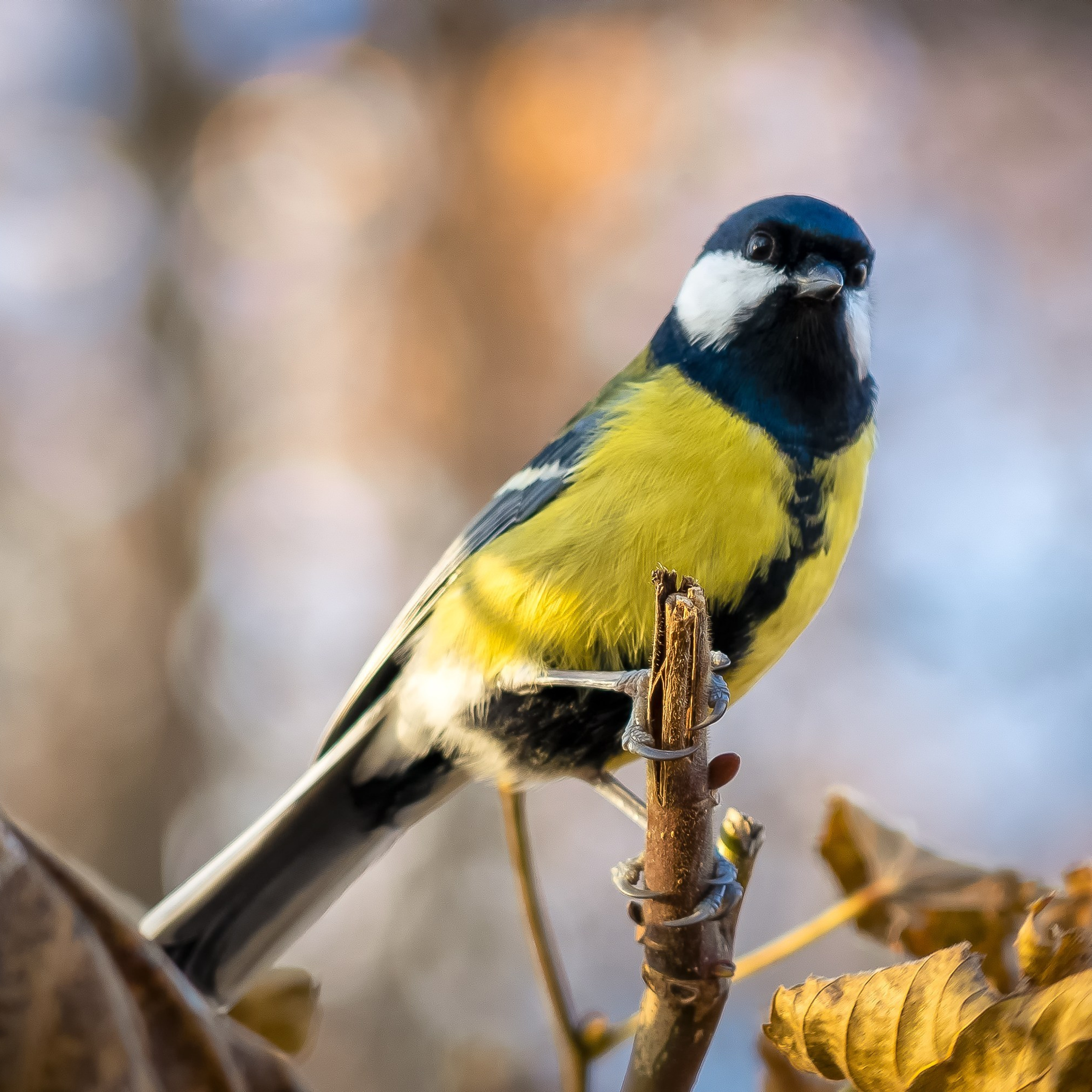 Дикая природа