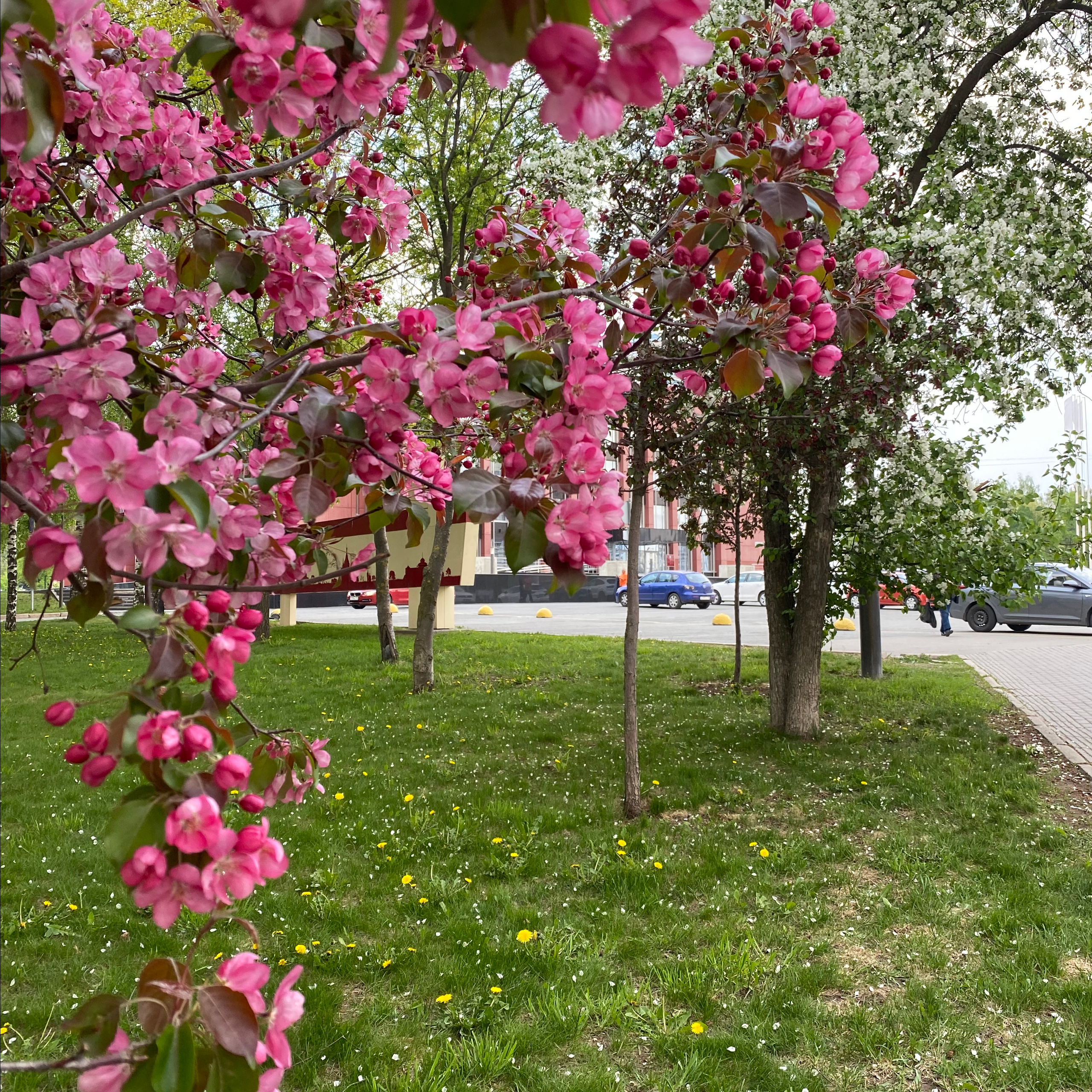 Отзывы. Семейный фотограф Ижевск Даша Евсеева