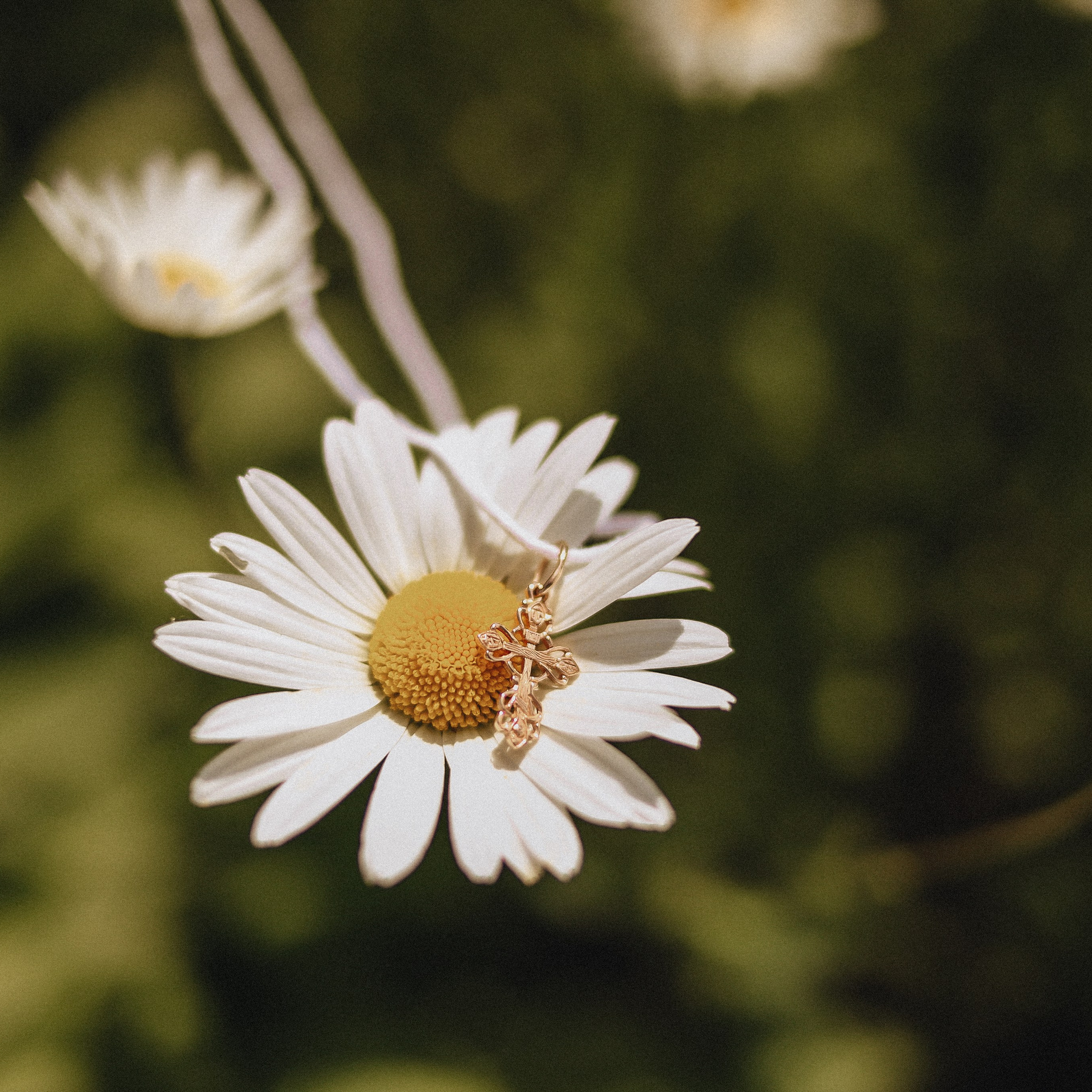 Таинство (Жуковский). Фотограф в Москве