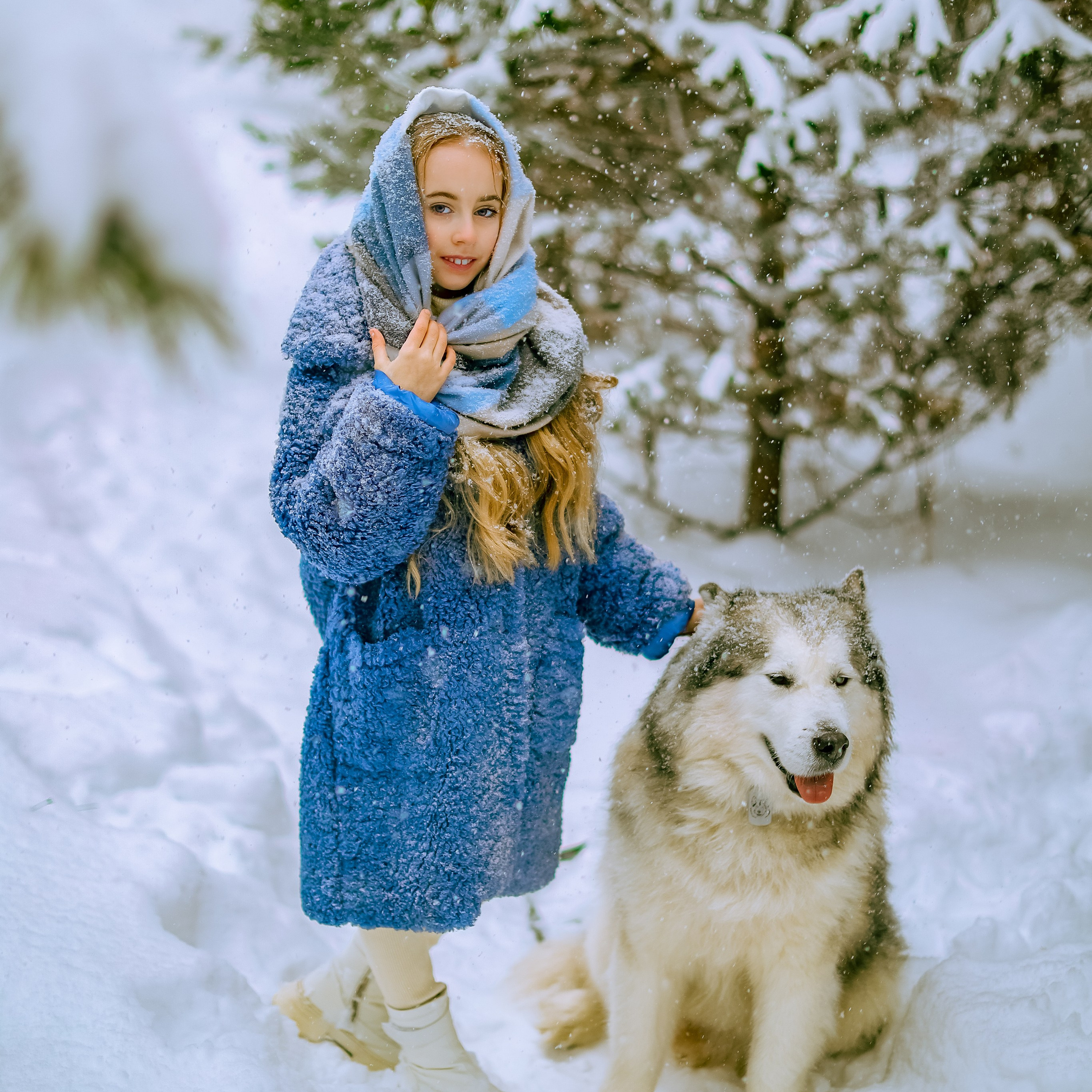 София и аляскинский маламут