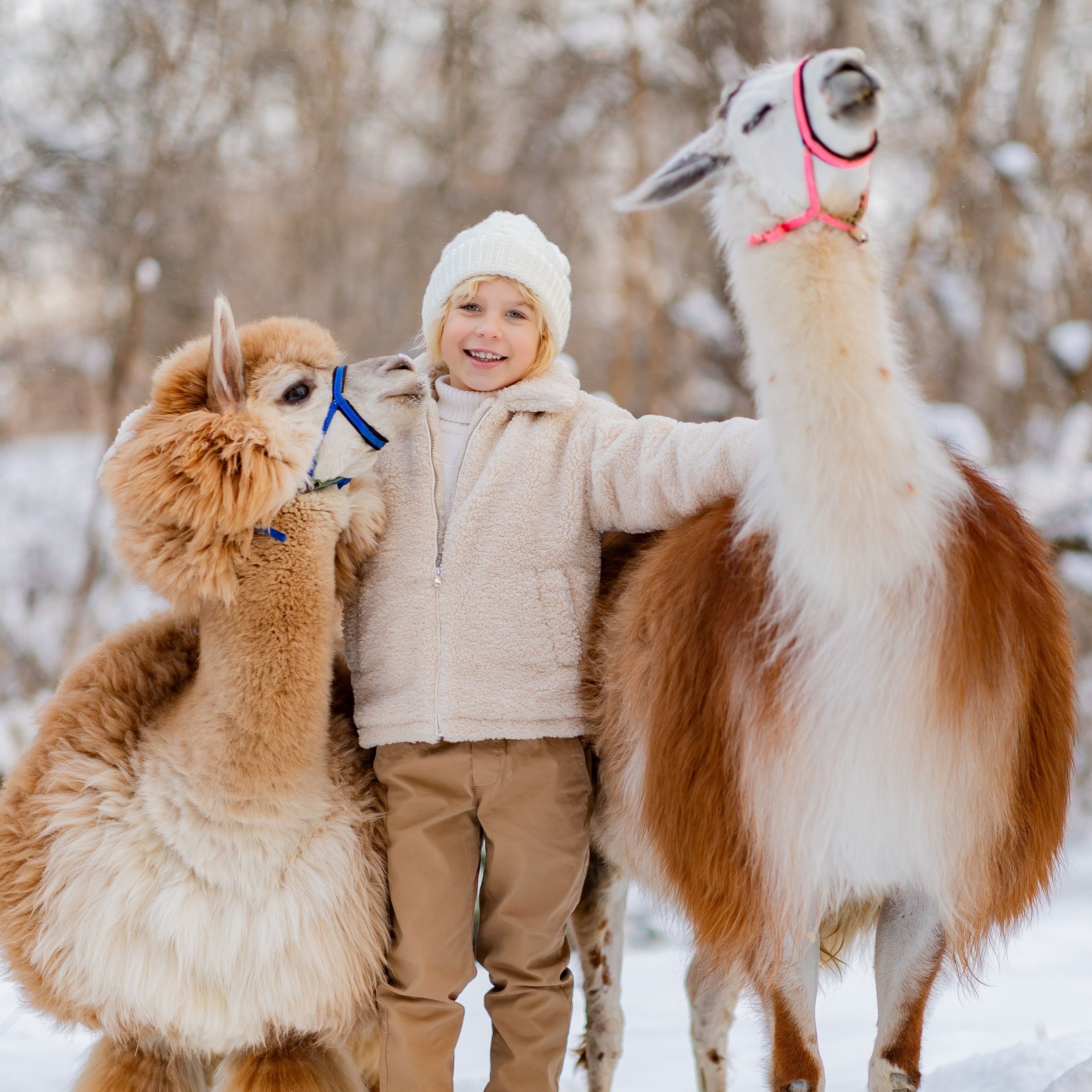 Анонс. Ваня и альпаки Микси и Мартин