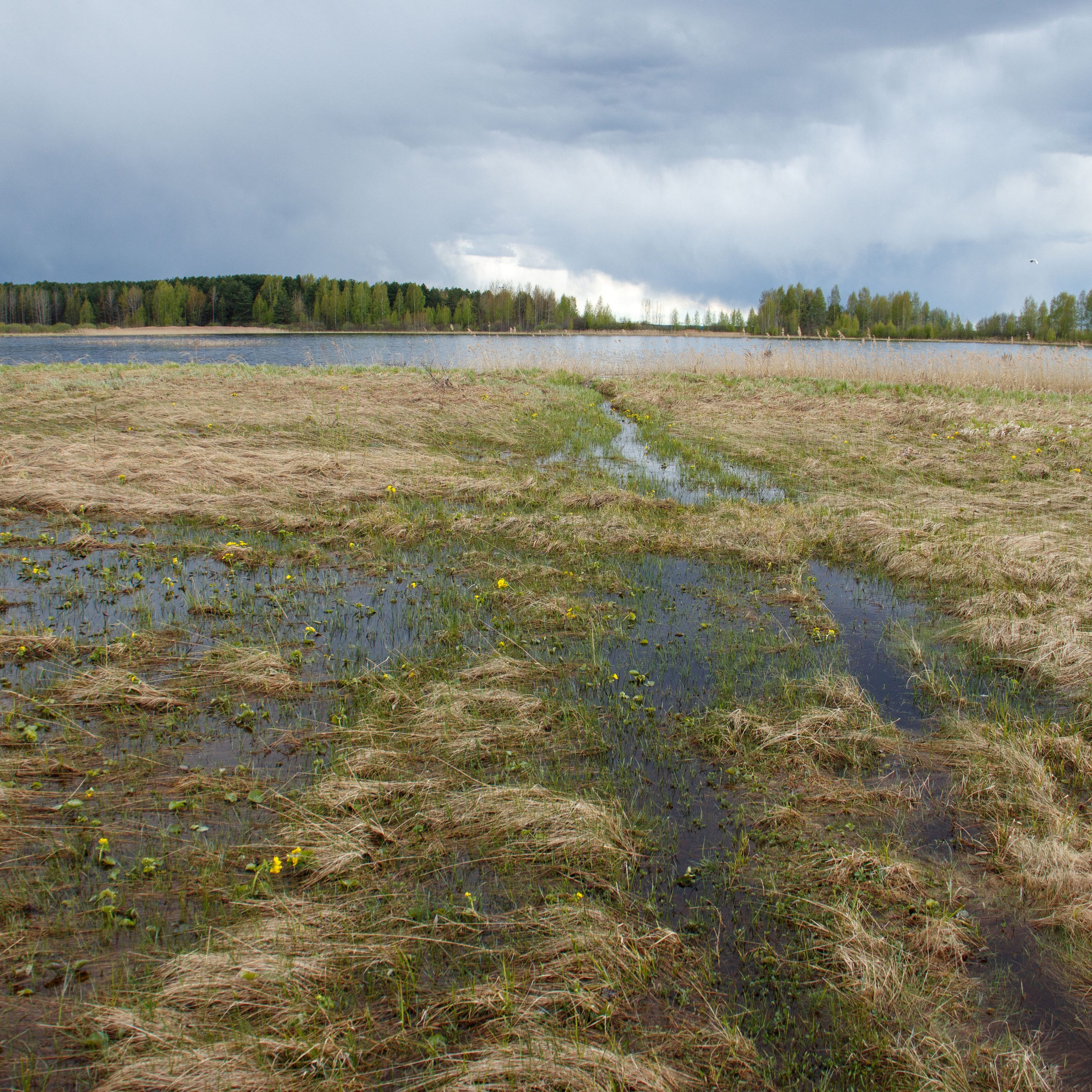 Отпечаток: Болото с жёлтыми кубышками