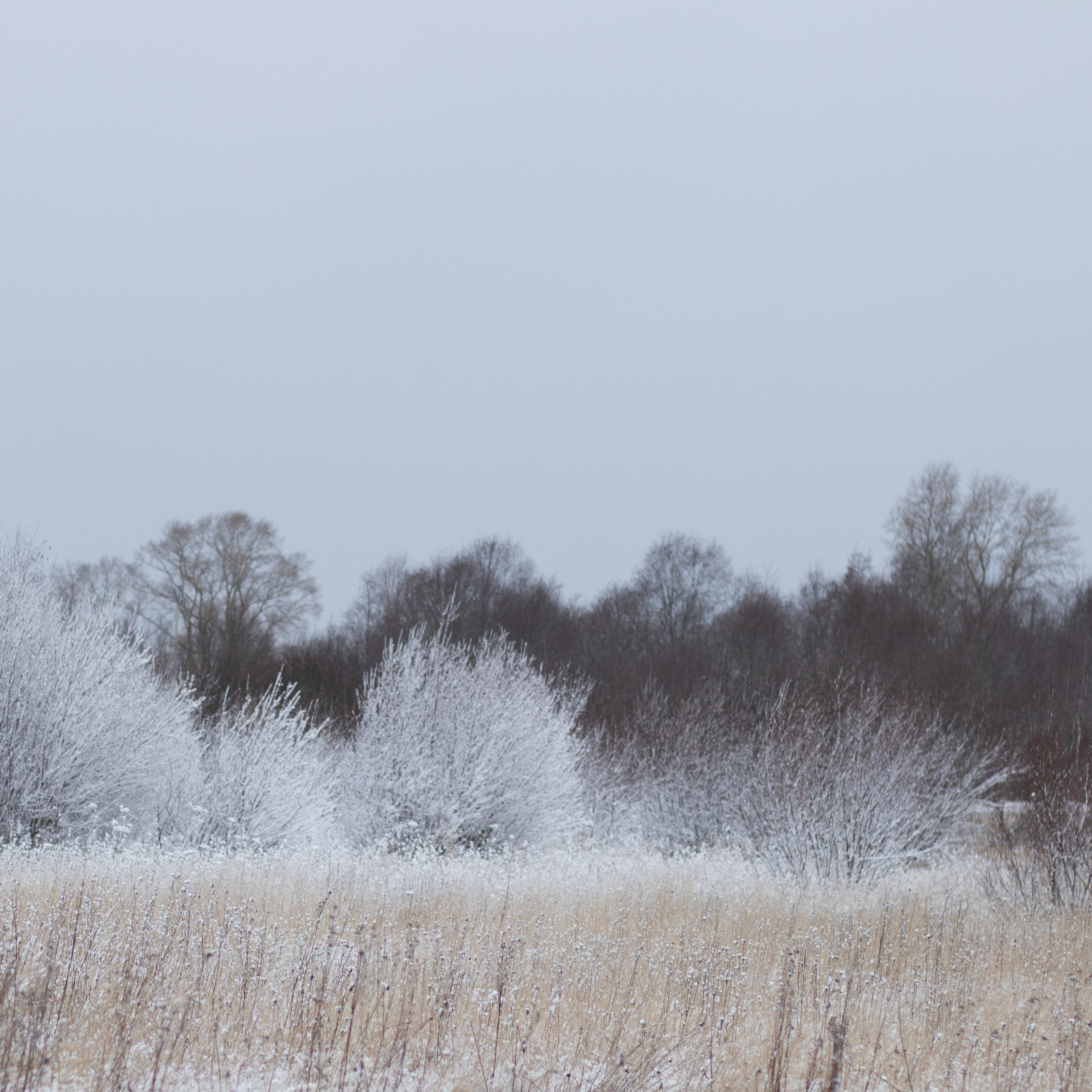 Отпечаток: Тишина инея