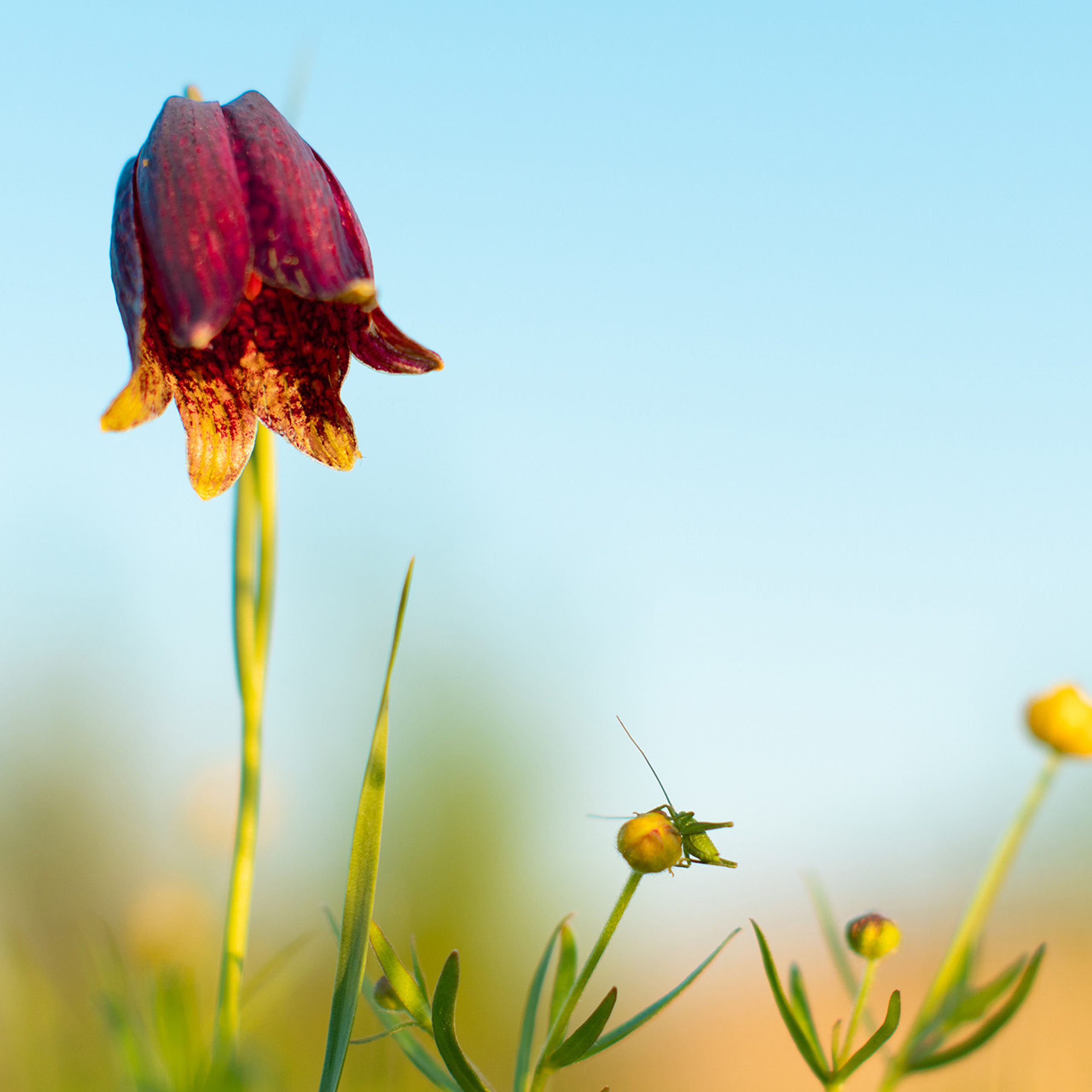 В мире цветов