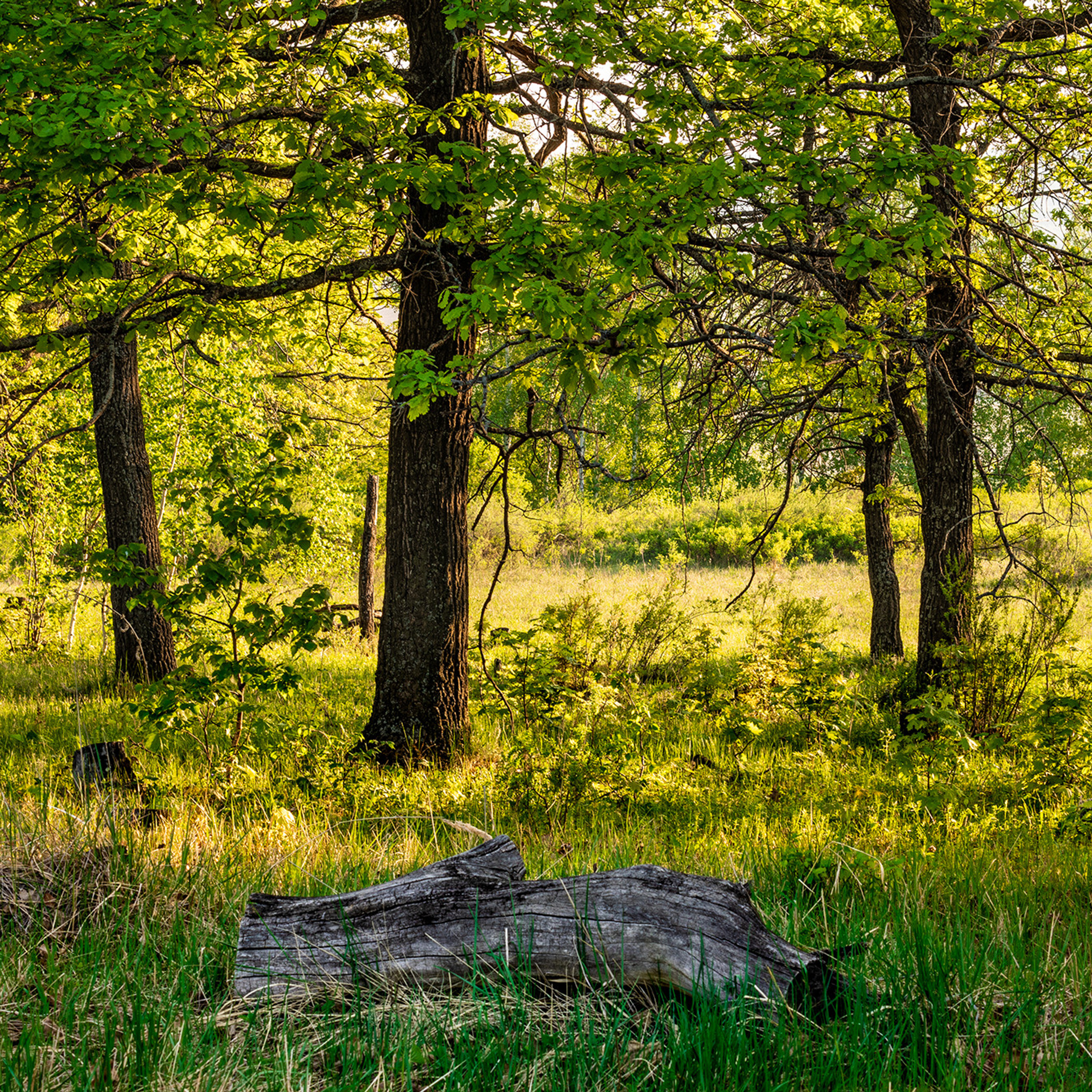 Лето, лес, деревья…
