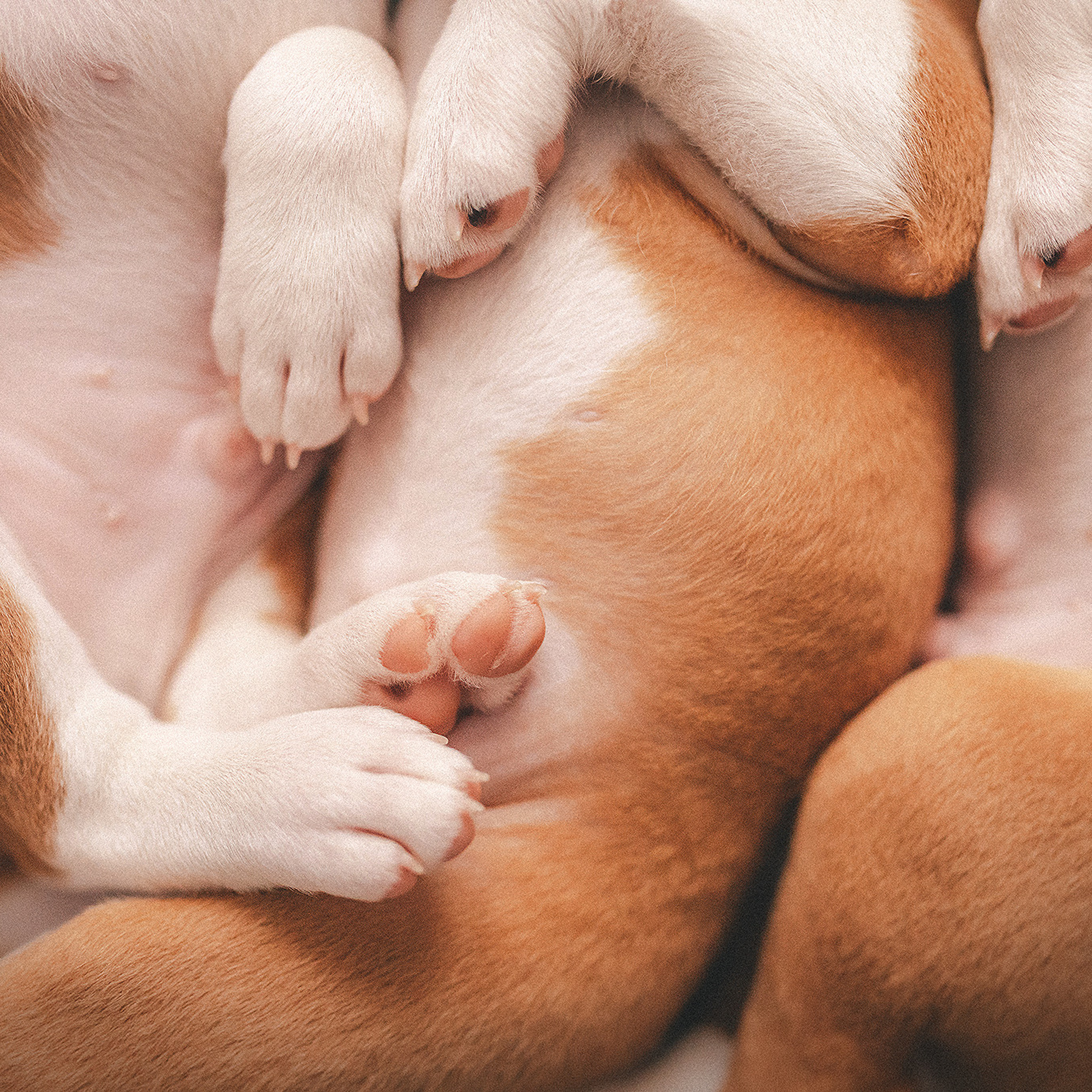 Басенджи щенки