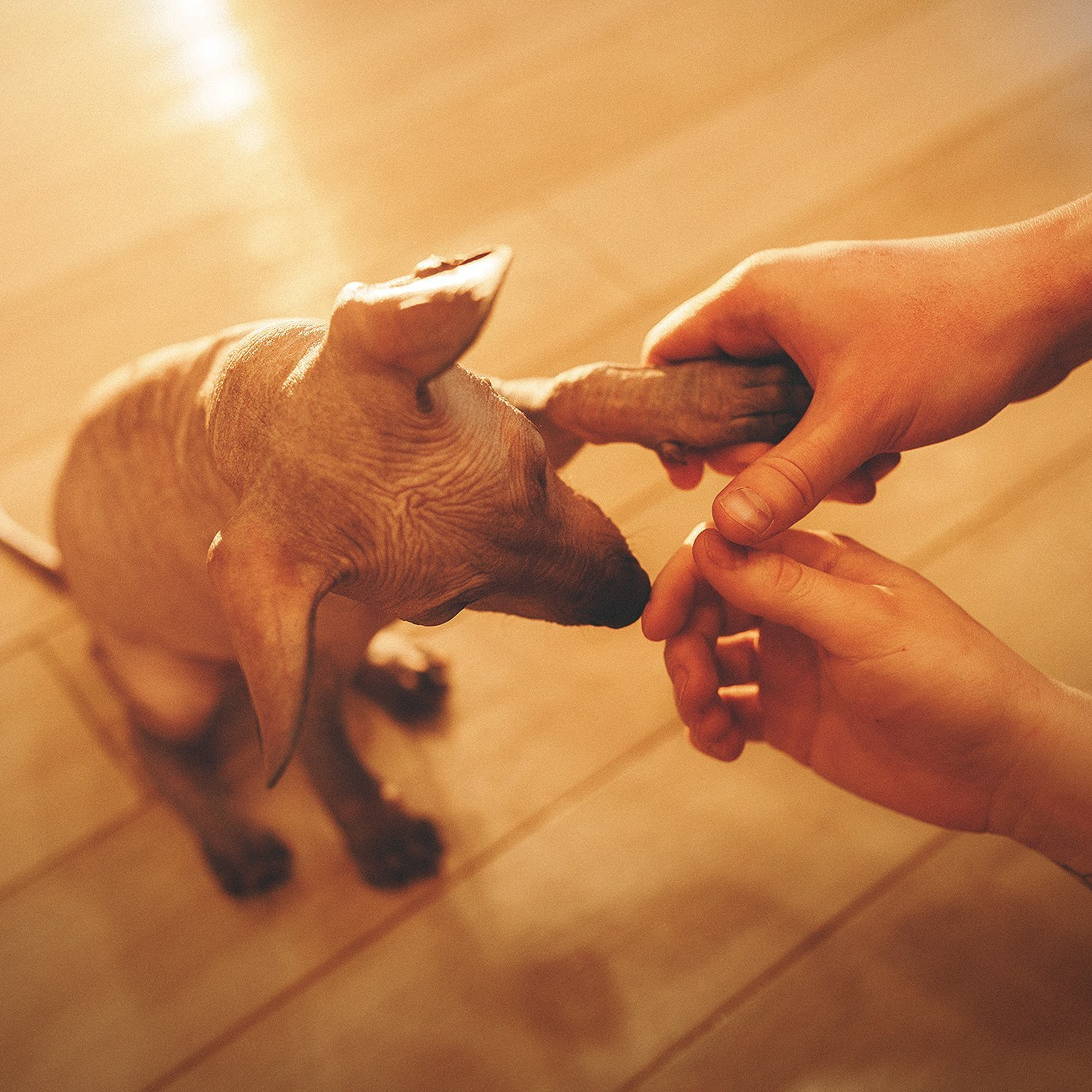 Отзывы. Фотограф-анималист • love-story • Санкт-Петербург