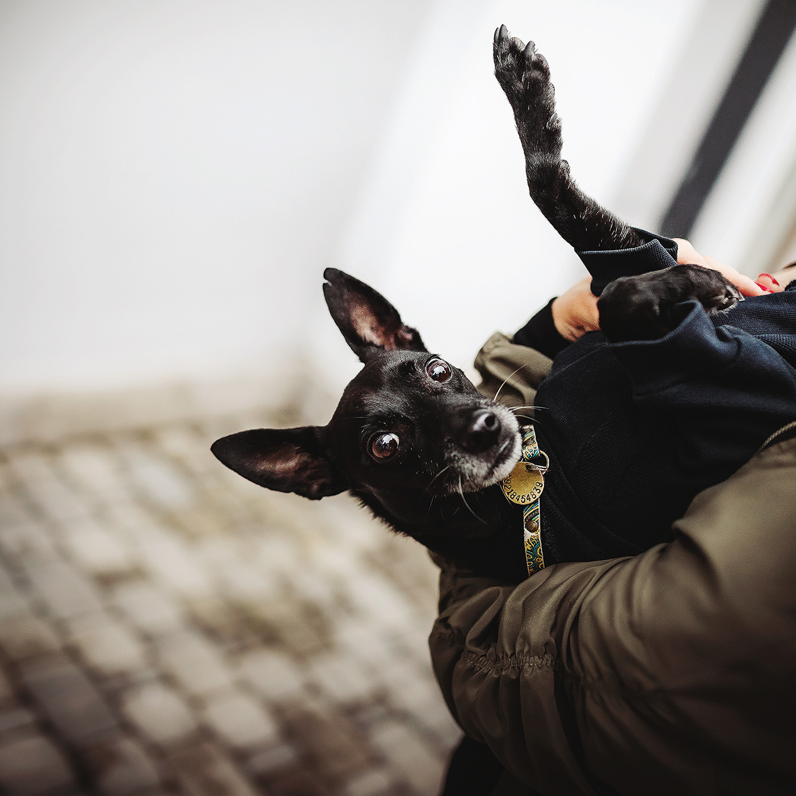 Отзывы. Фотограф-анималист • love-story • Санкт-Петербург