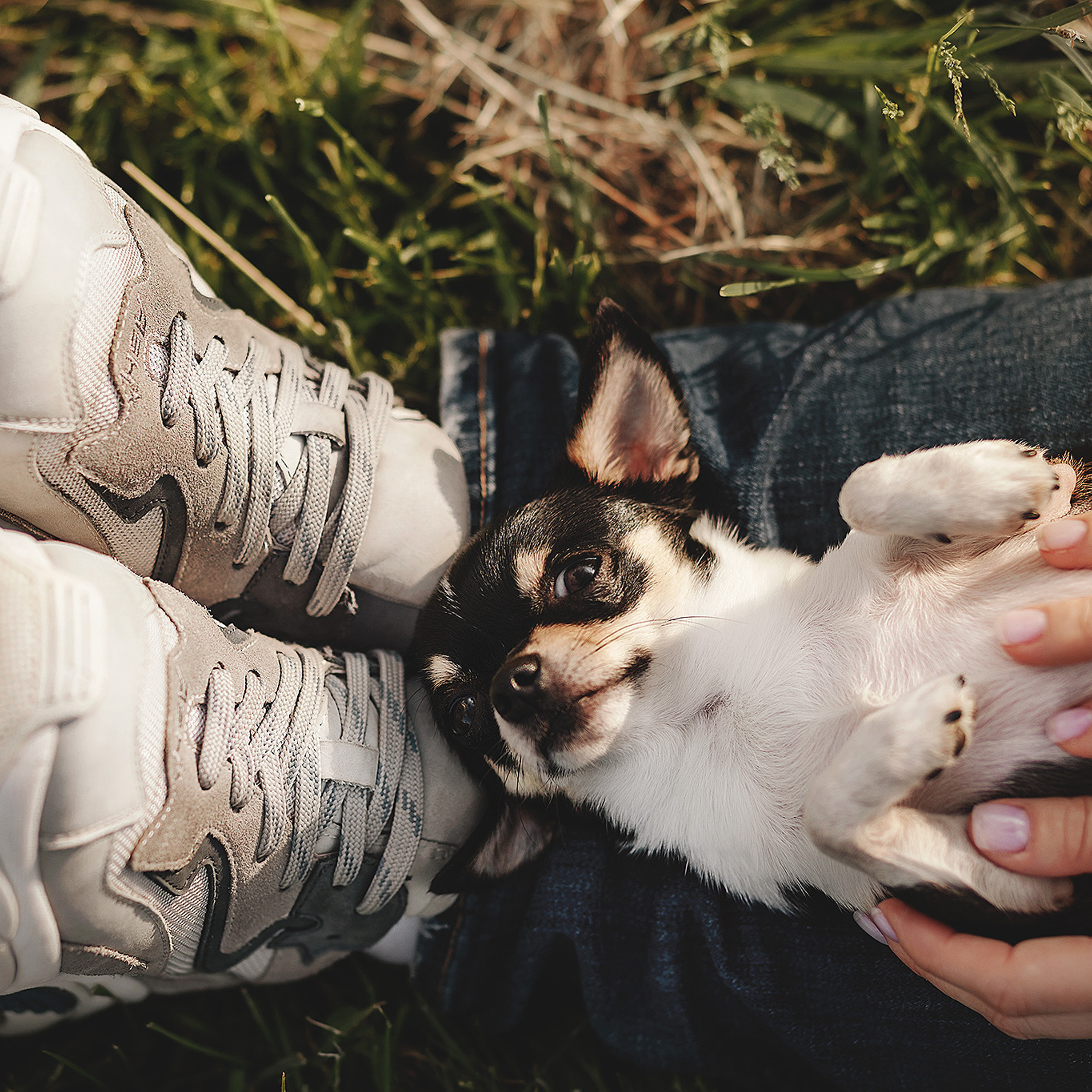 Отзывы. Фотограф-анималист • love-story • Санкт-Петербург