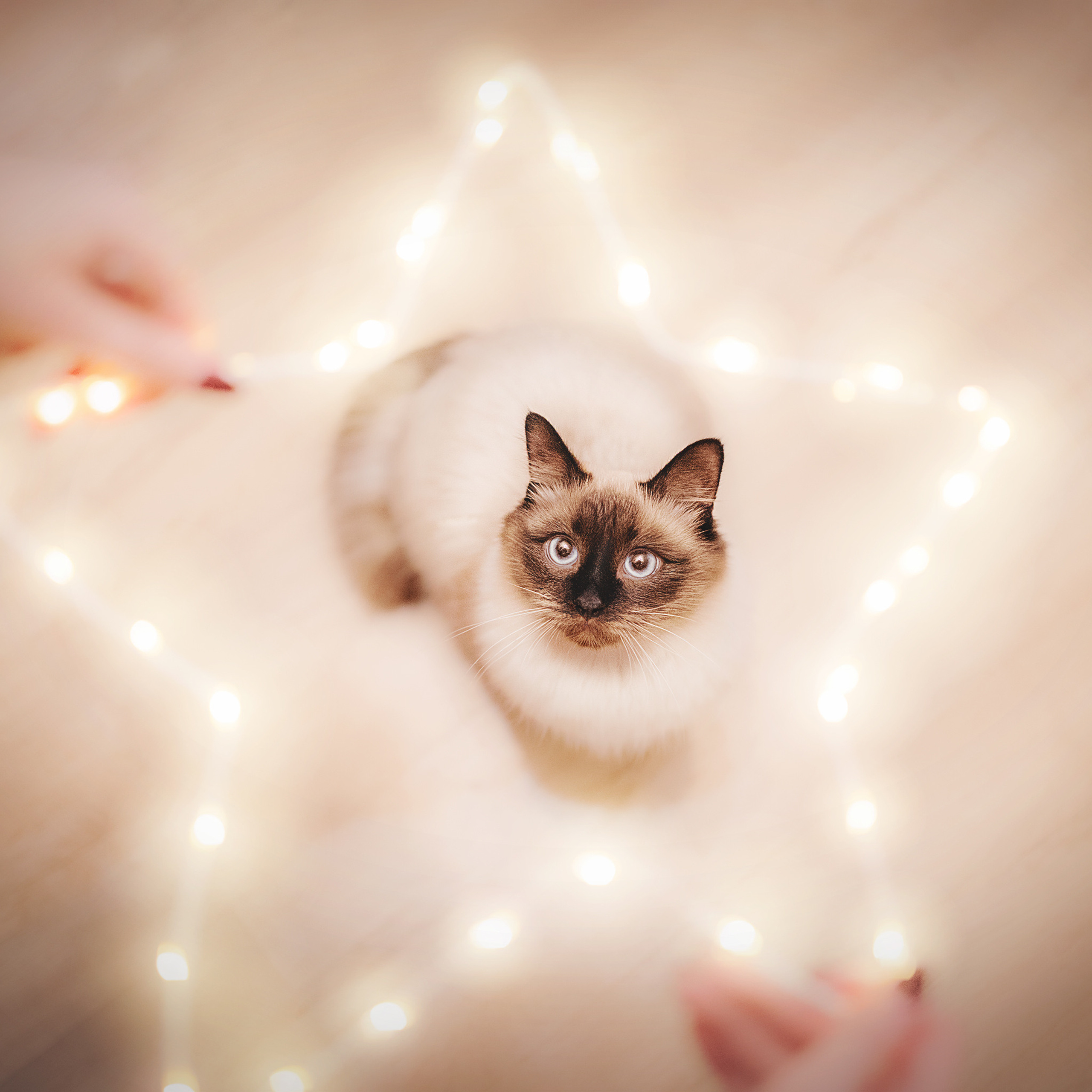 Серия с котиками