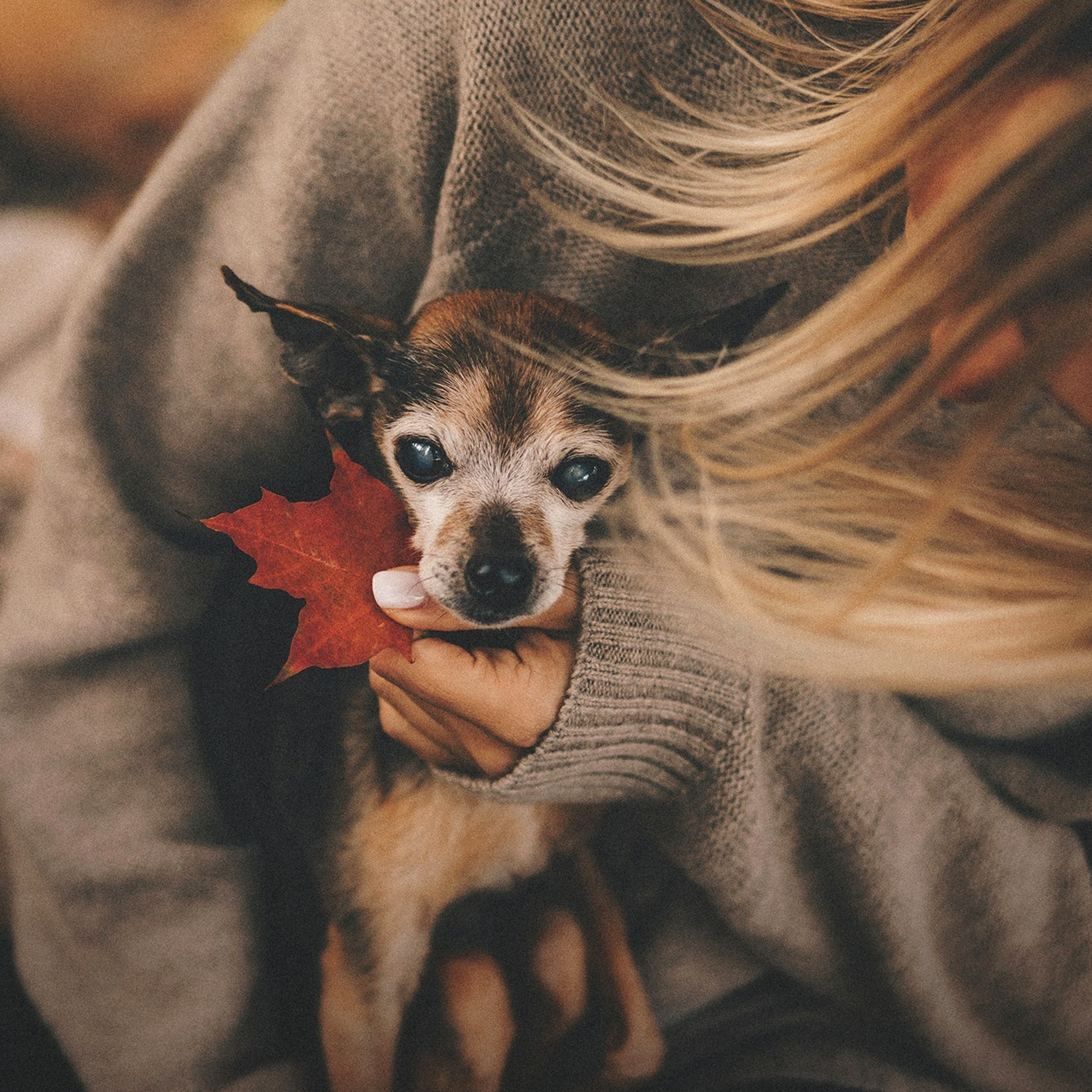 Отзывы. Фотограф-анималист • love-story • Санкт-Петербург