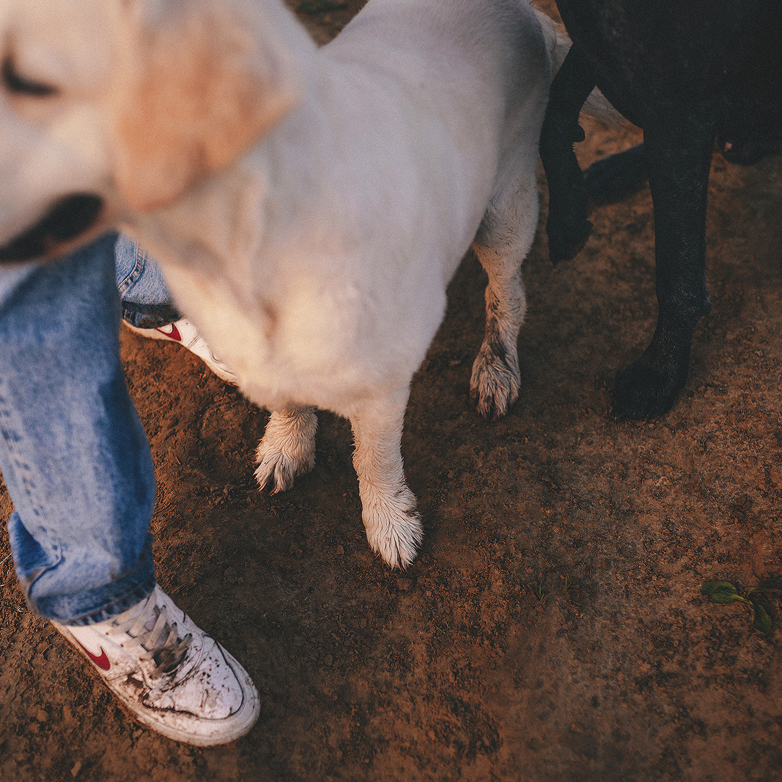 Отзывы. Фотограф-анималист • love-story • Санкт-Петербург