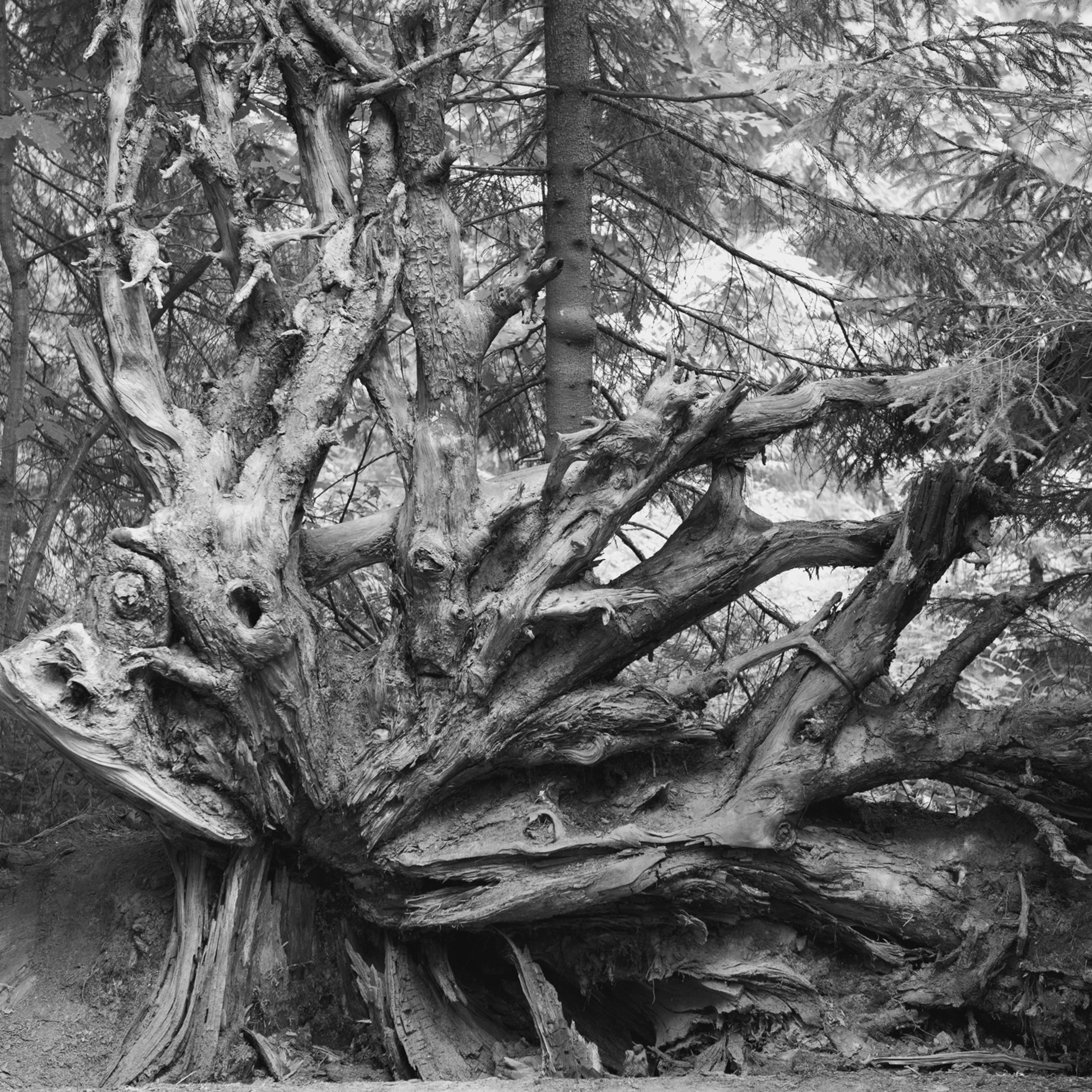 Линдуловская роща