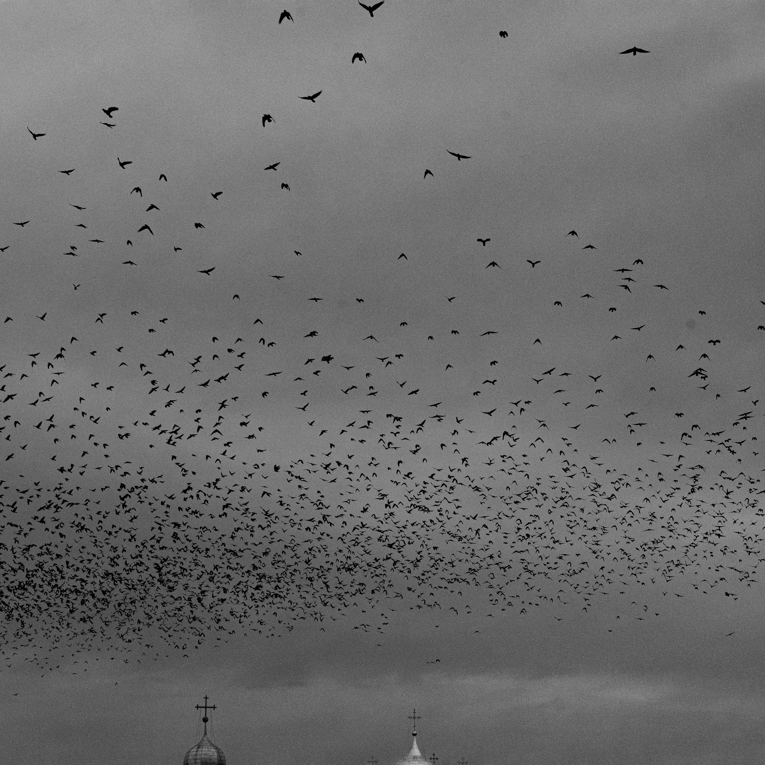 Мурмурация