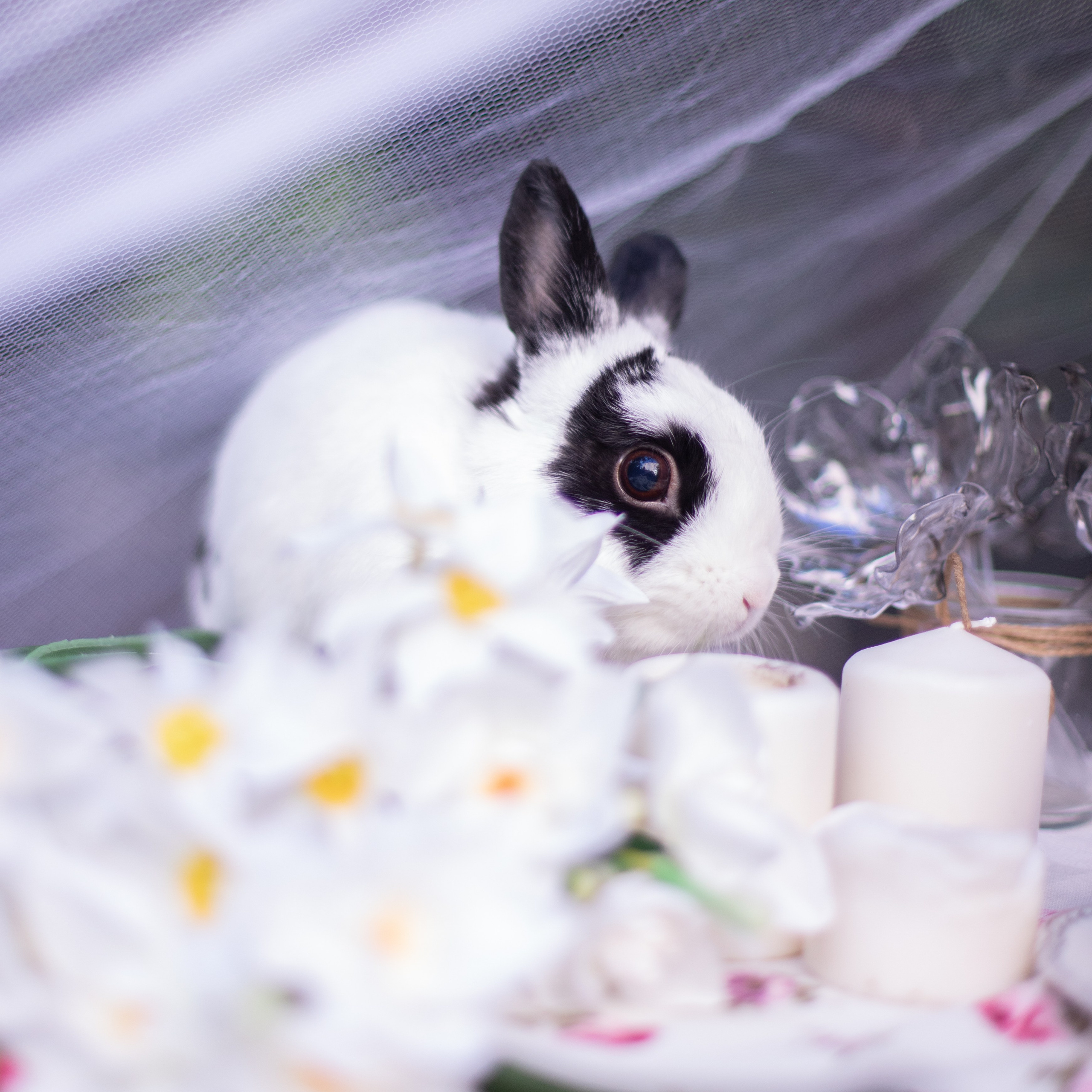 Алиса в стране чудес