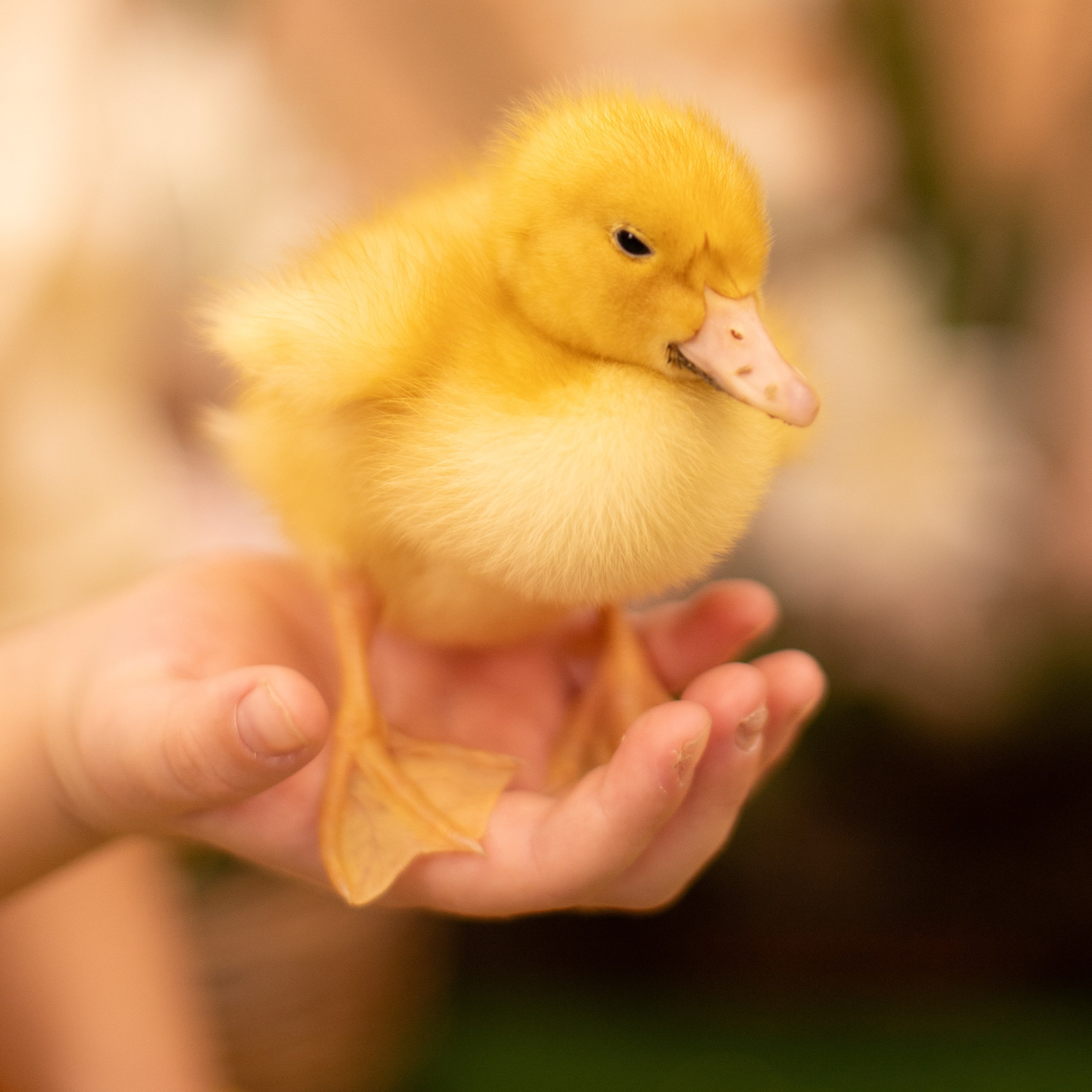 Пасха Утята